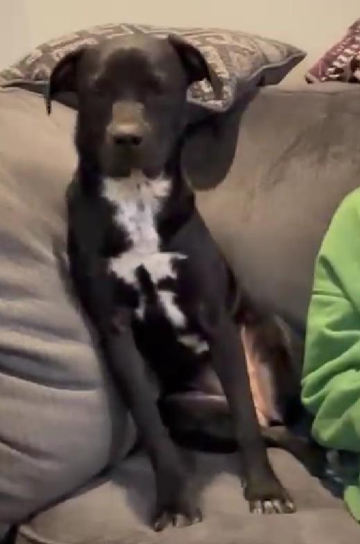 Jane, ADOPTABLE, Young Female Mixed Breed.