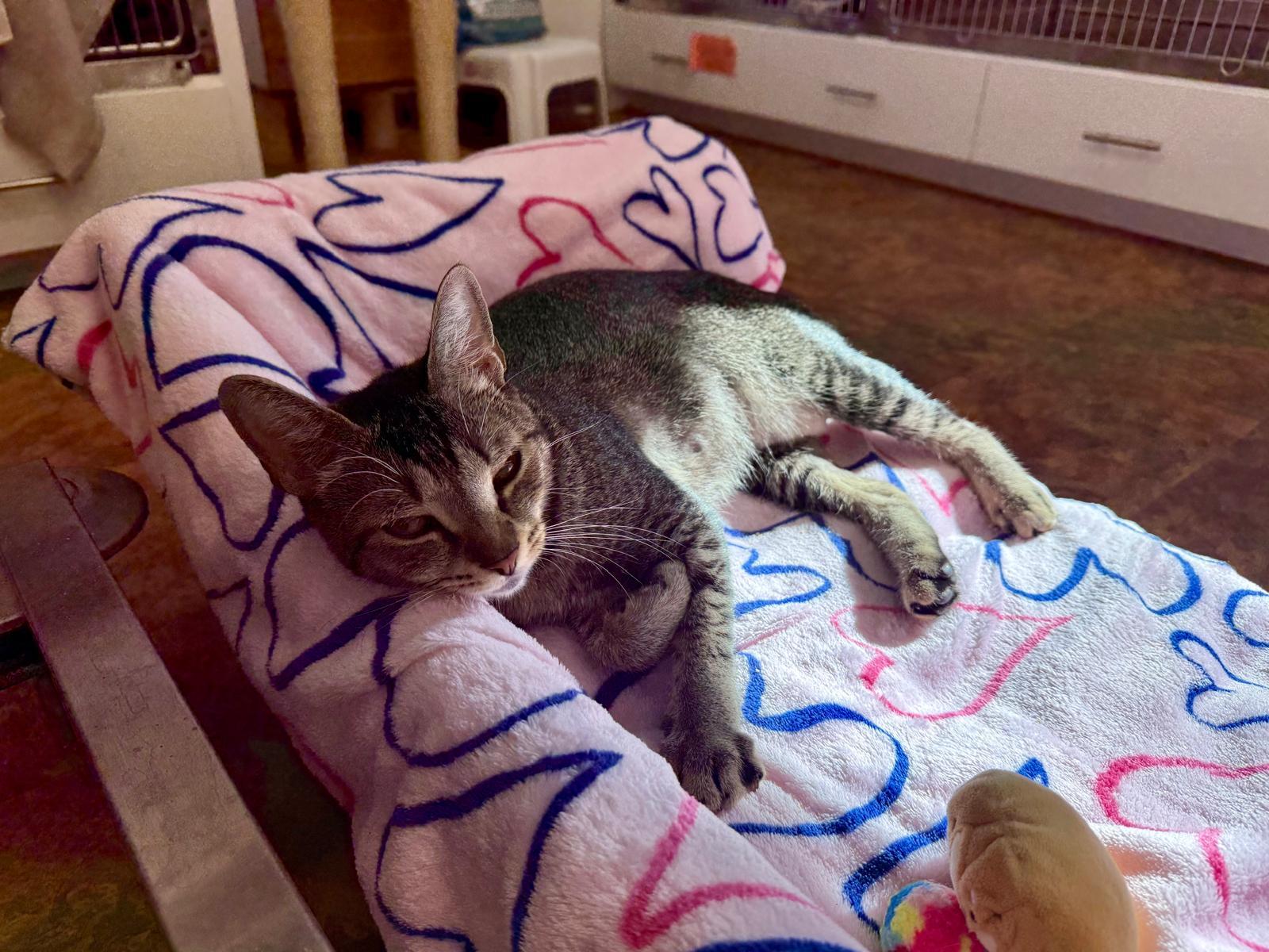 Enlarge Pikachu, a Adoptable Domestic Short Hair in Miami Beach, FL image 2/6