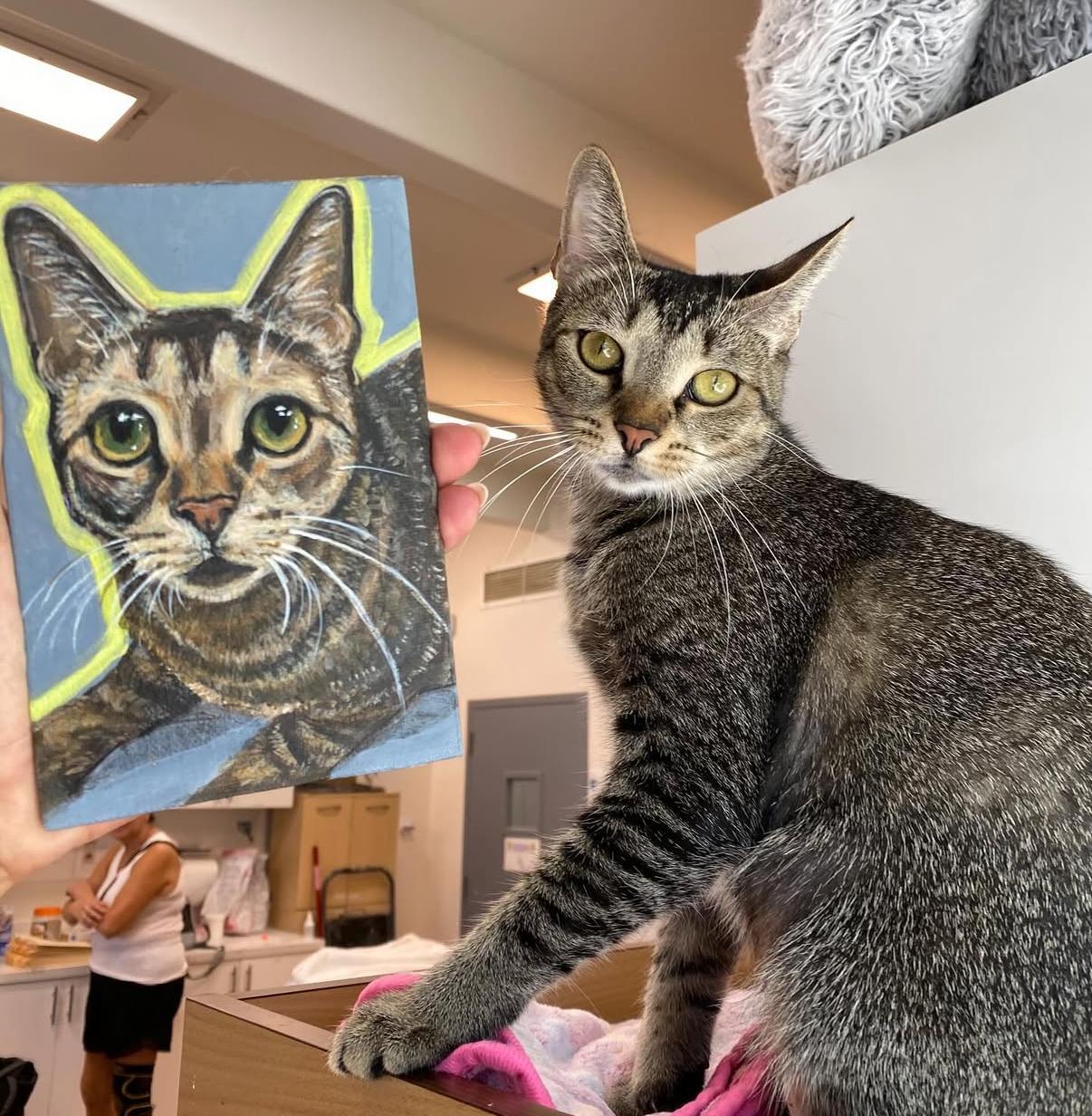 Enlarge Pikachu, a Adoptable Domestic Short Hair in Miami Beach, FL image 1/6