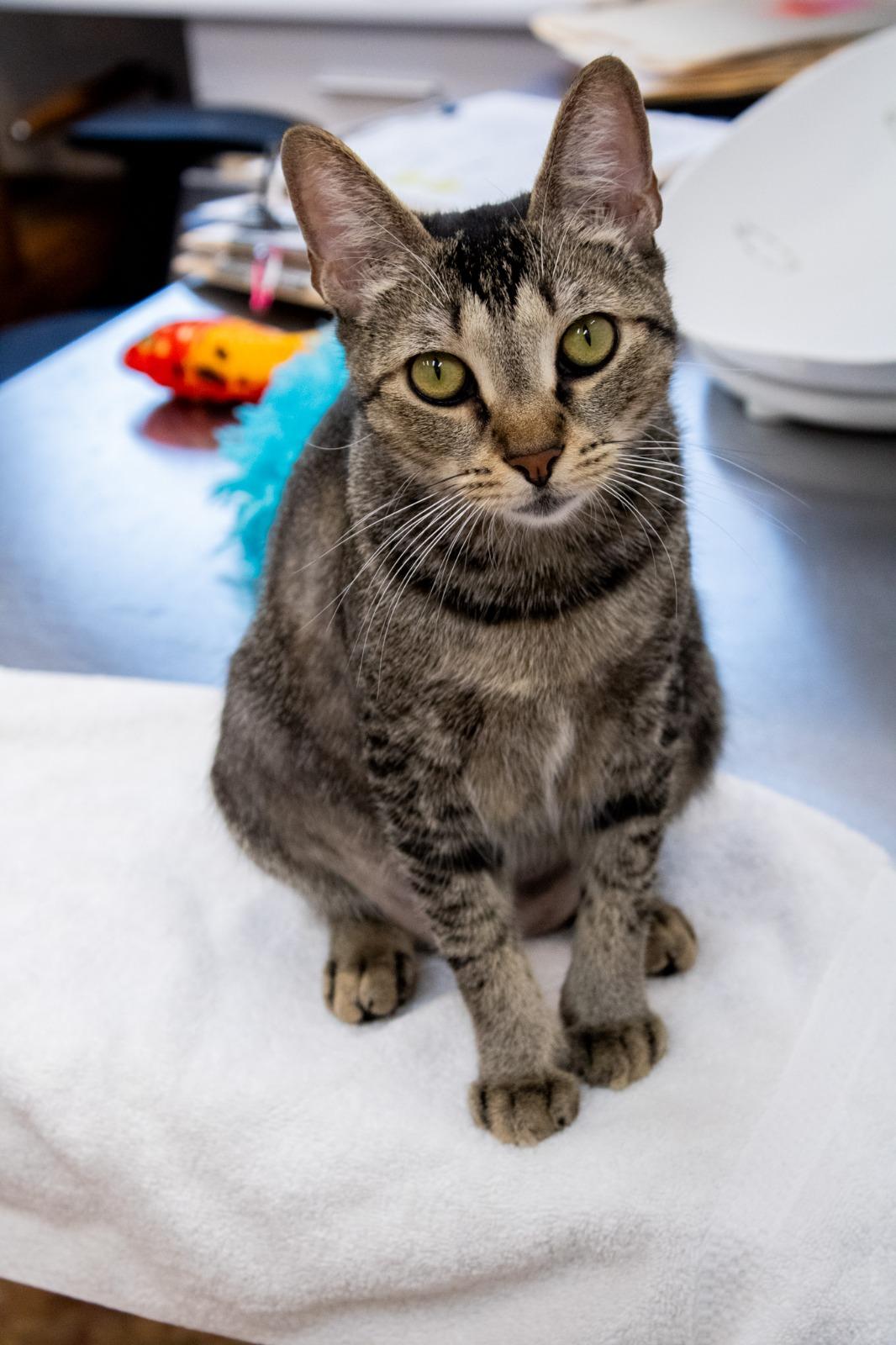 Enlarge Pikachu, a Adoptable Domestic Short Hair in Miami Beach, FL image 4/6