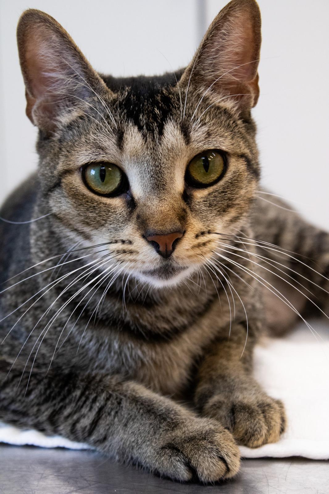 Enlarge Pikachu, a Adoptable Domestic Short Hair in Miami Beach, FL image 5/6