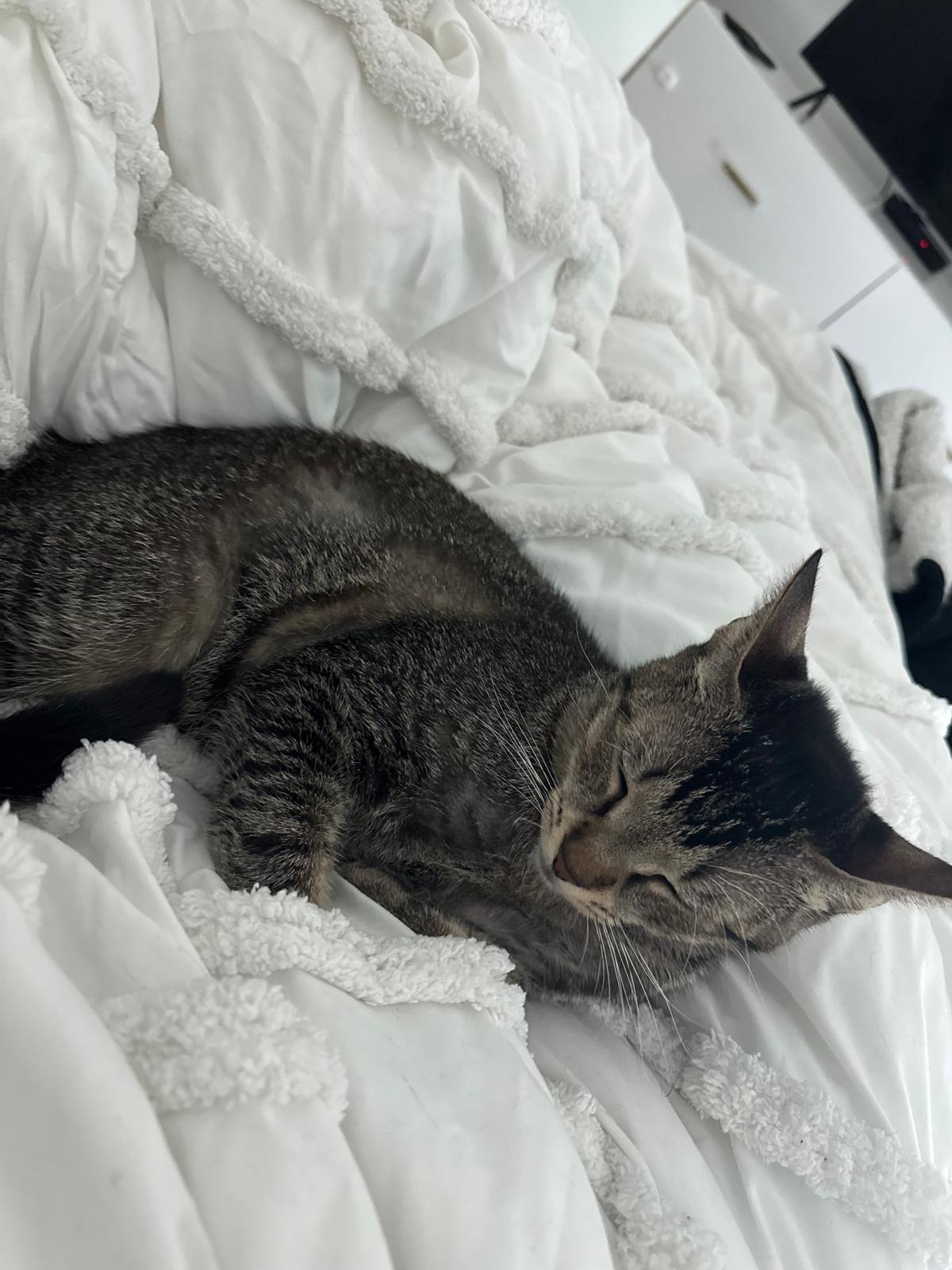 Enlarge Pikachu, a Adoptable Domestic Short Hair in Miami Beach, FL image 6/6