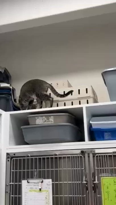 Enlarge Pikachu, a Adoptable Domestic Short Hair in Miami Beach, FL video 3/6