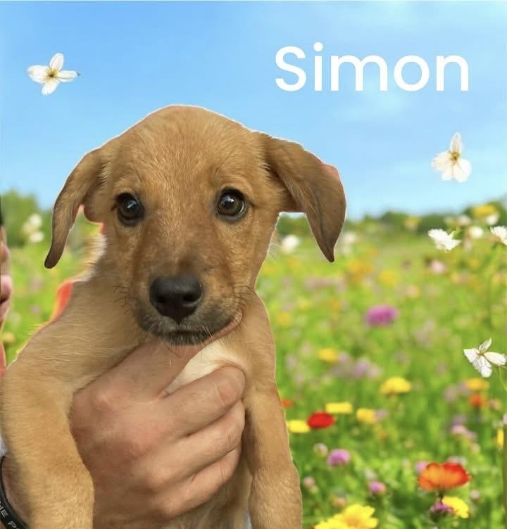 Simon