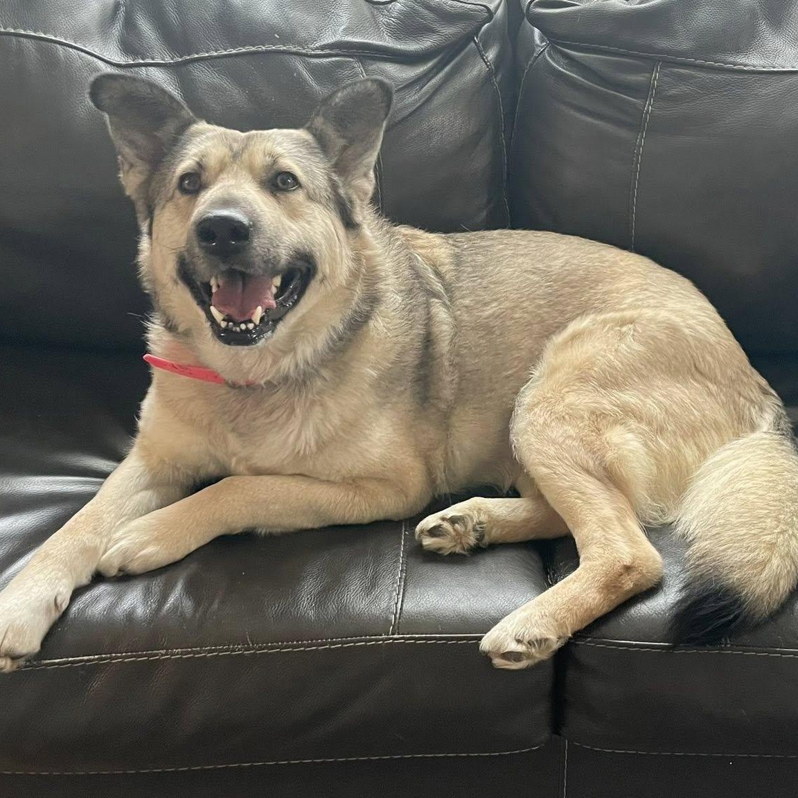 Enlarge Autumn, a ADOPTABLE mixed breed in Woodstock, ON image 6/6