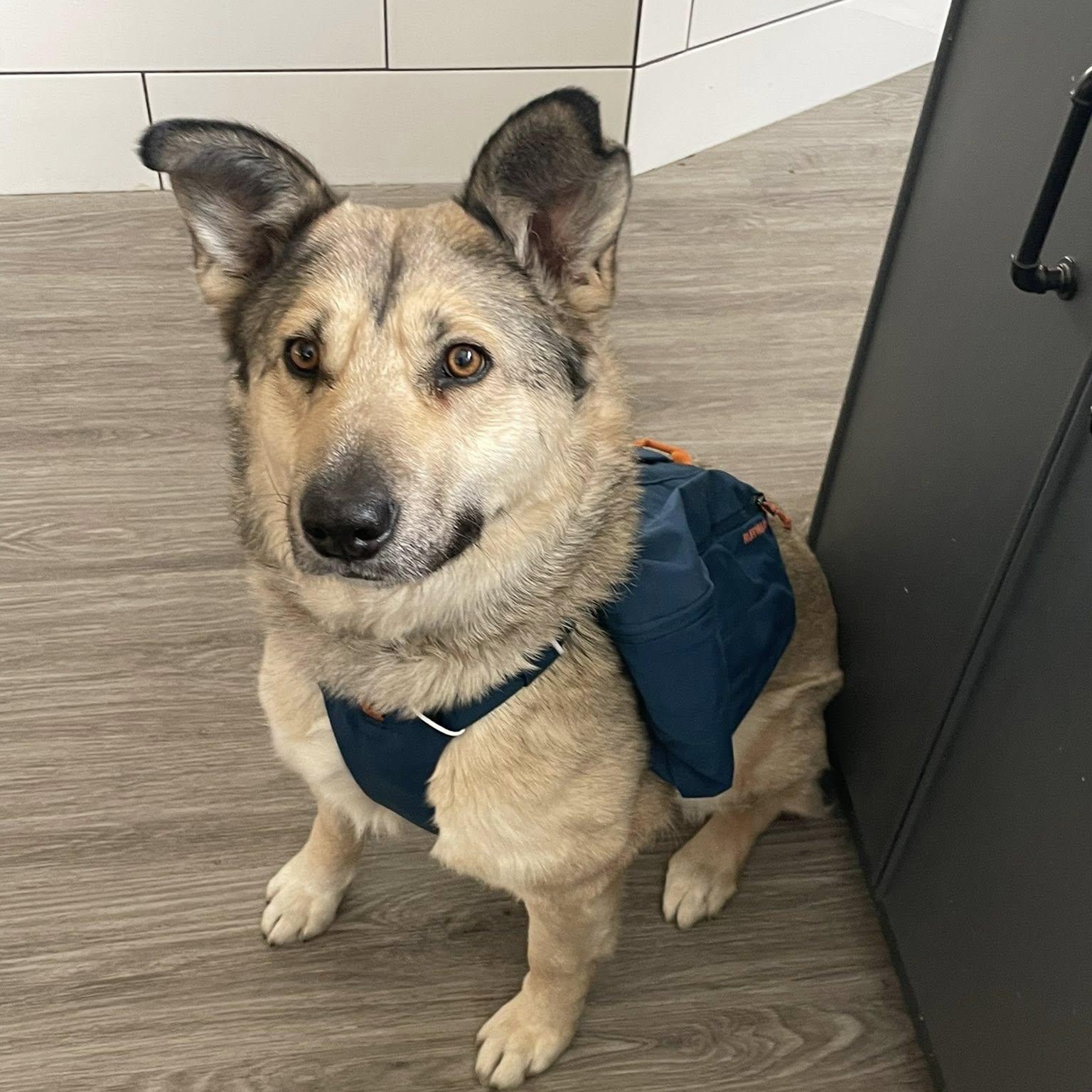 Autumn, adoptable, Adult Female Shepherd.