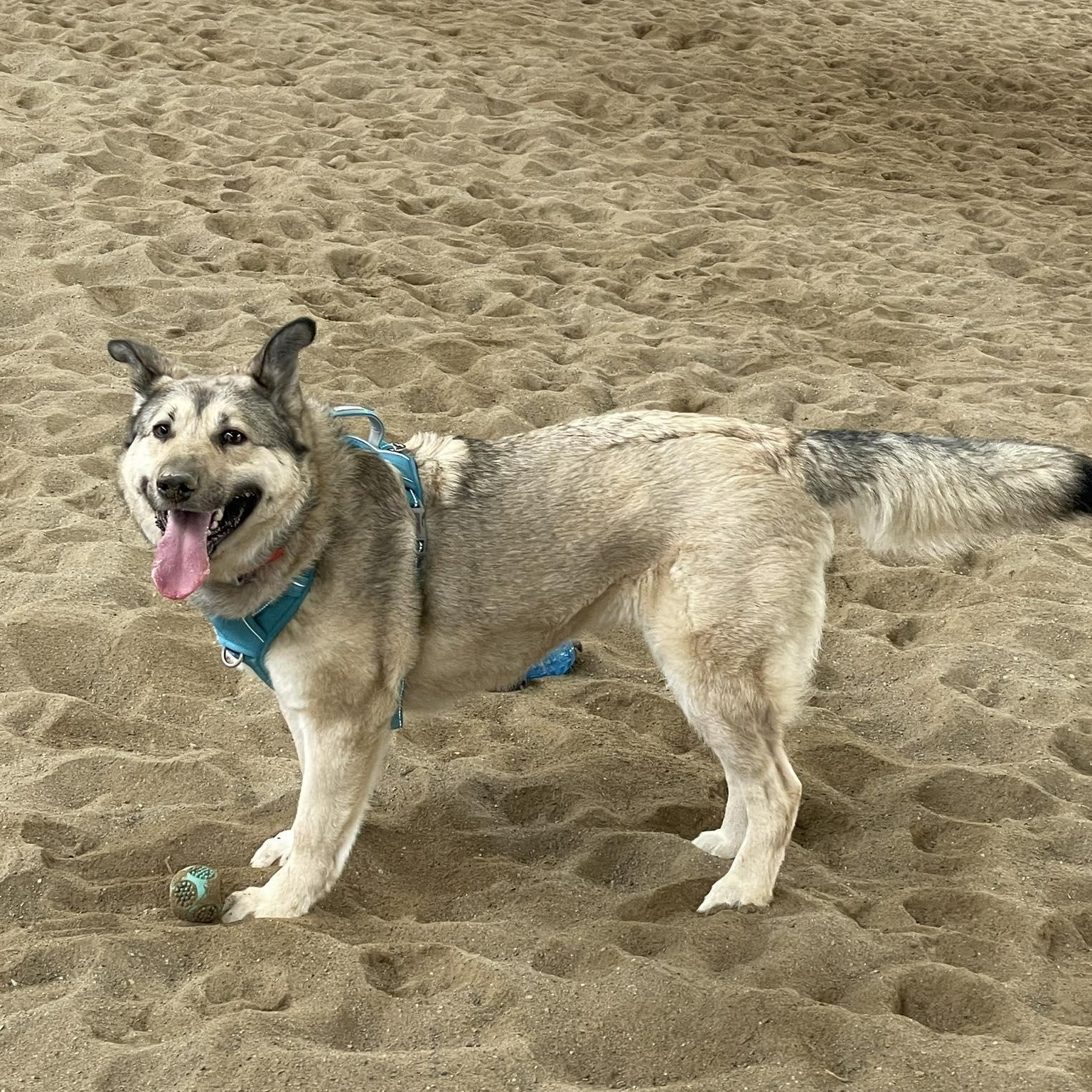 Autumn, an adoptable mixed breed in Woodstock, ON image 6/6