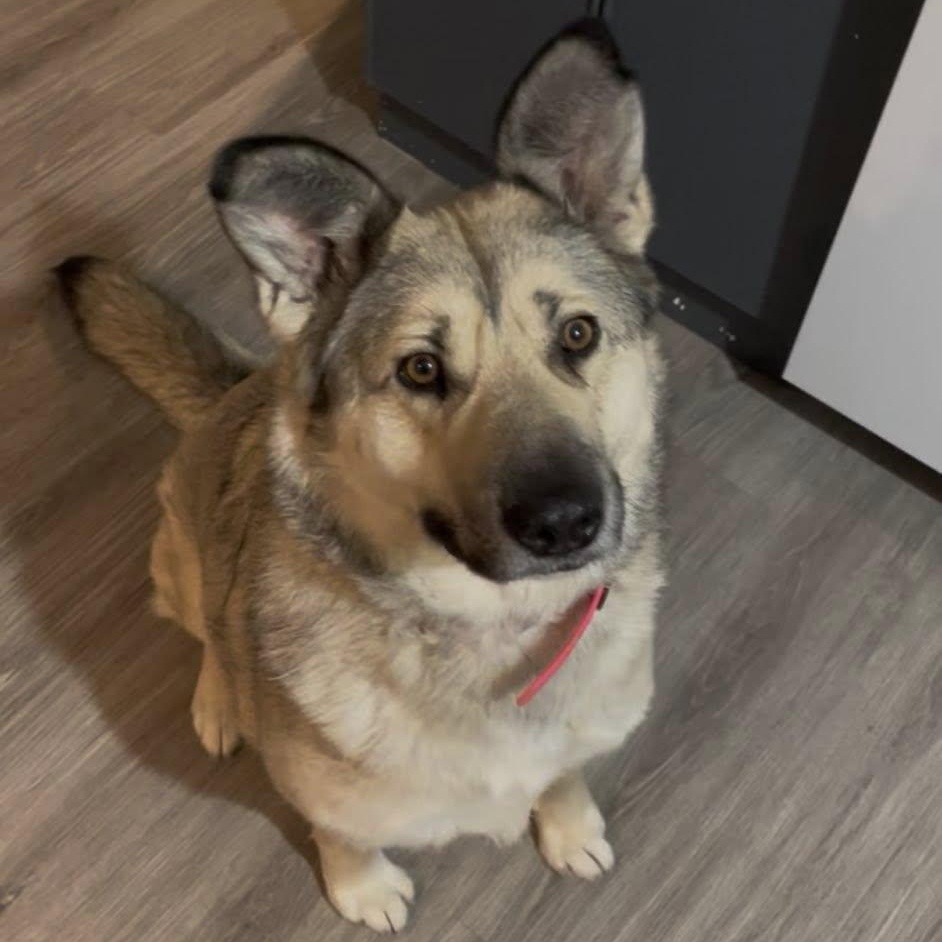 Enlarge Autumn, a ADOPTABLE mixed breed in Woodstock, ON image 1/6