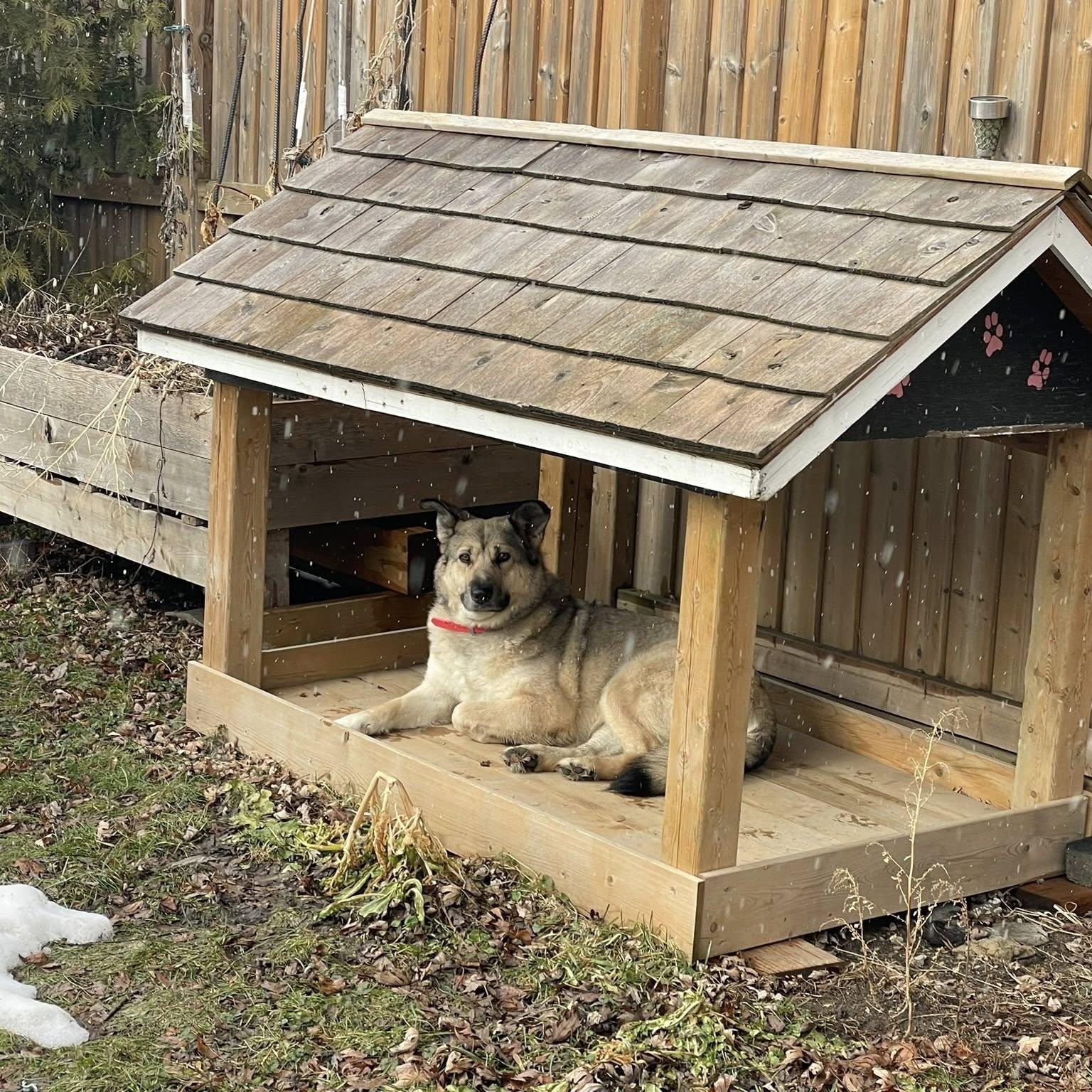 Enlarge Autumn, a ADOPTABLE mixed breed in Woodstock, ON image 4/6