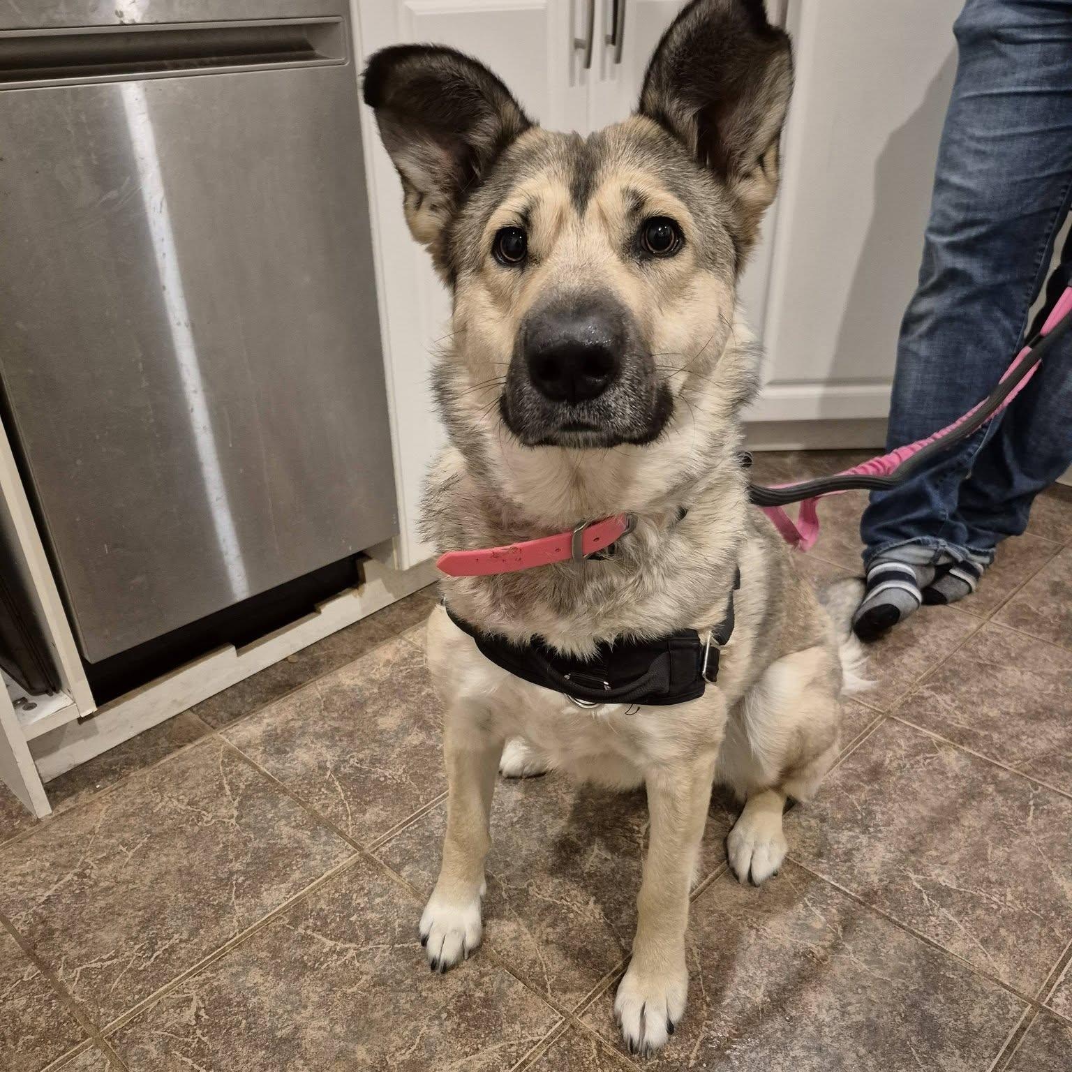 Autumn, ADOPTABLE, Adult Female Shepherd.