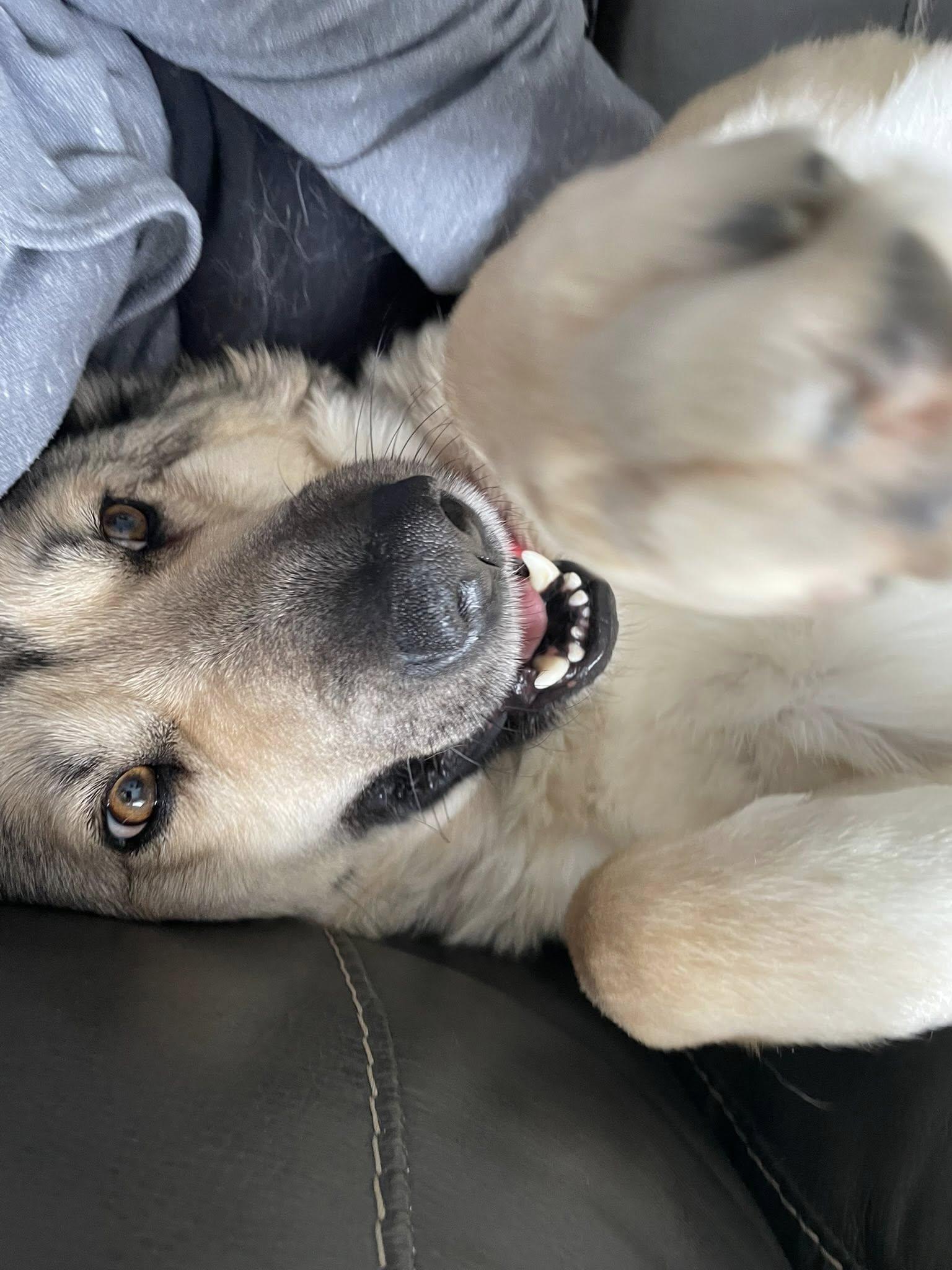 Enlarge Autumn, a ADOPTABLE mixed breed in Woodstock, ON image 5/6