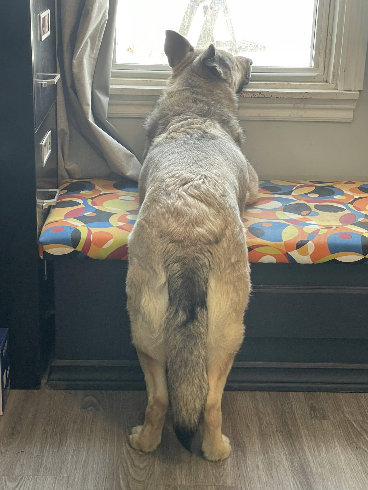 Enlarge Autumn, a ADOPTABLE mixed breed in Woodstock, ON image 3/6