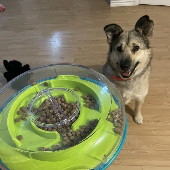 Enlarge Autumn, a ADOPTABLE mixed breed in Woodstock, ON image 2/6