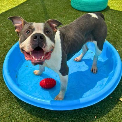Chick-kira, Adoptable, Adult Female Terrier & Mixed Breed.