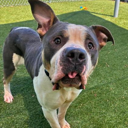 Enlarge Chick-kira, a Adoptable mixed breed in Gastonia, NC image 2/2