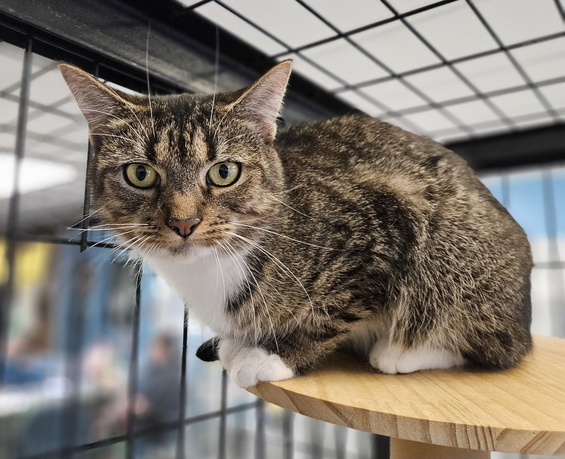 Dolly-Mae, ADOPTABLE, Adult Female Domestic Short Hair.