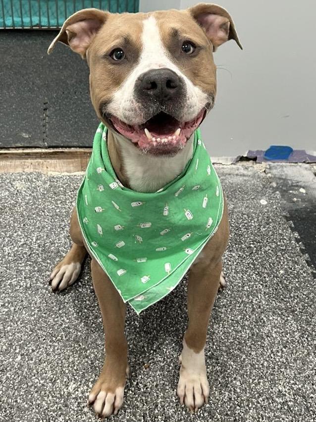 Enlarge Turk, a Adoptable mixed breed in Plainfield, NJ image 5/6