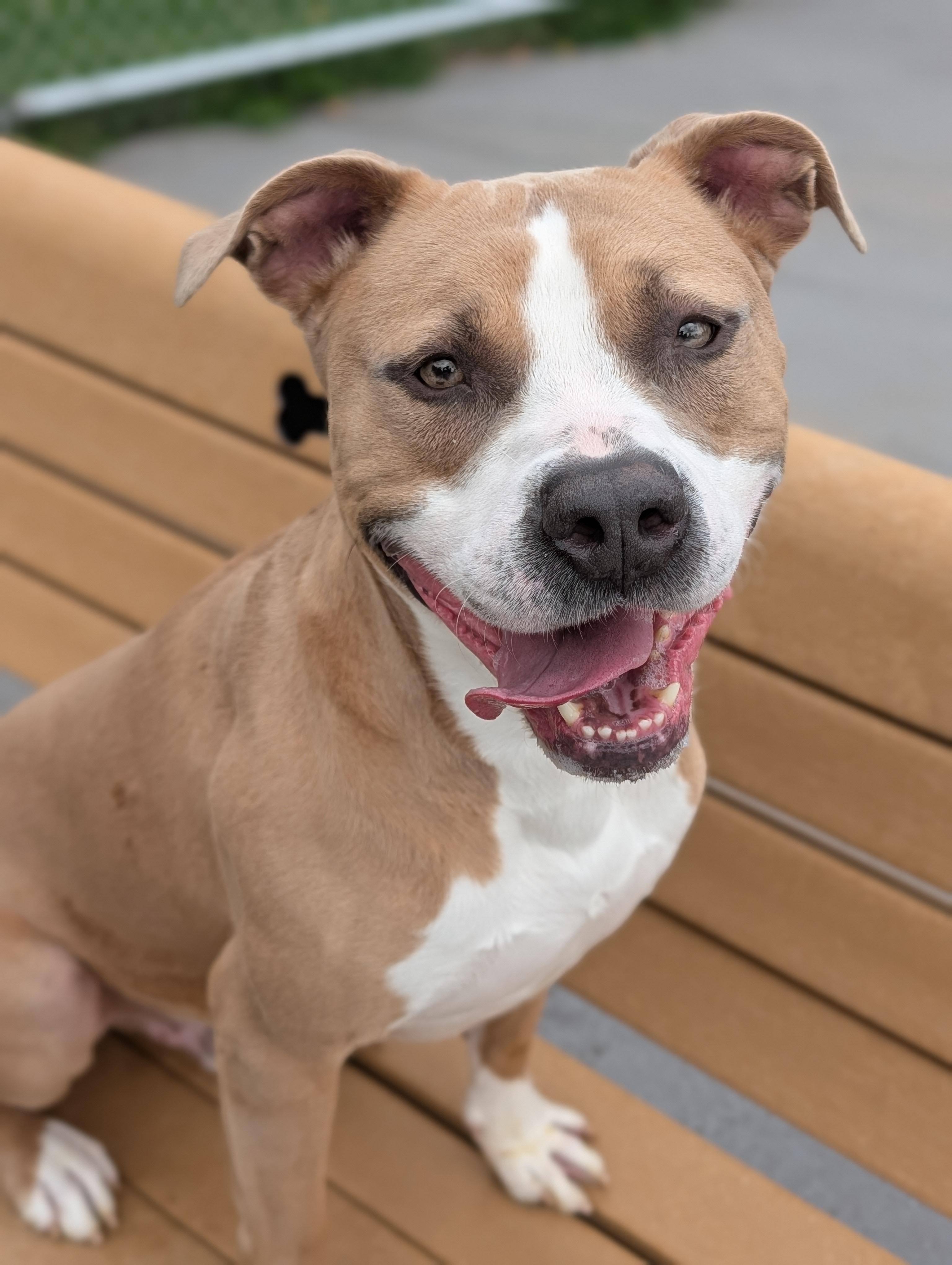 Turk, a Adoptable mixed breed in Plainfield, NJ image 1/6
