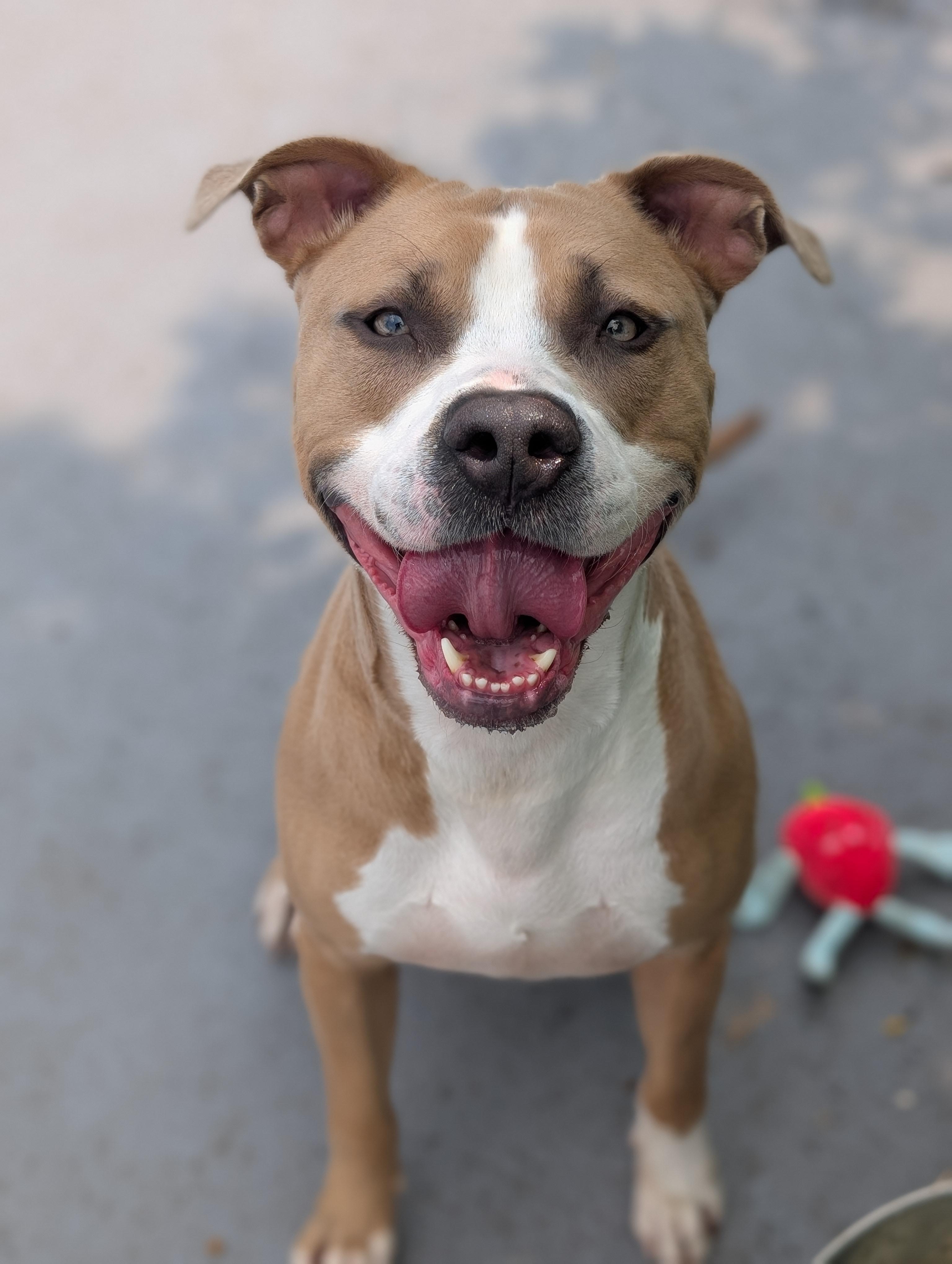 Enlarge Turk, a Adoptable mixed breed in Plainfield, NJ image 2/6