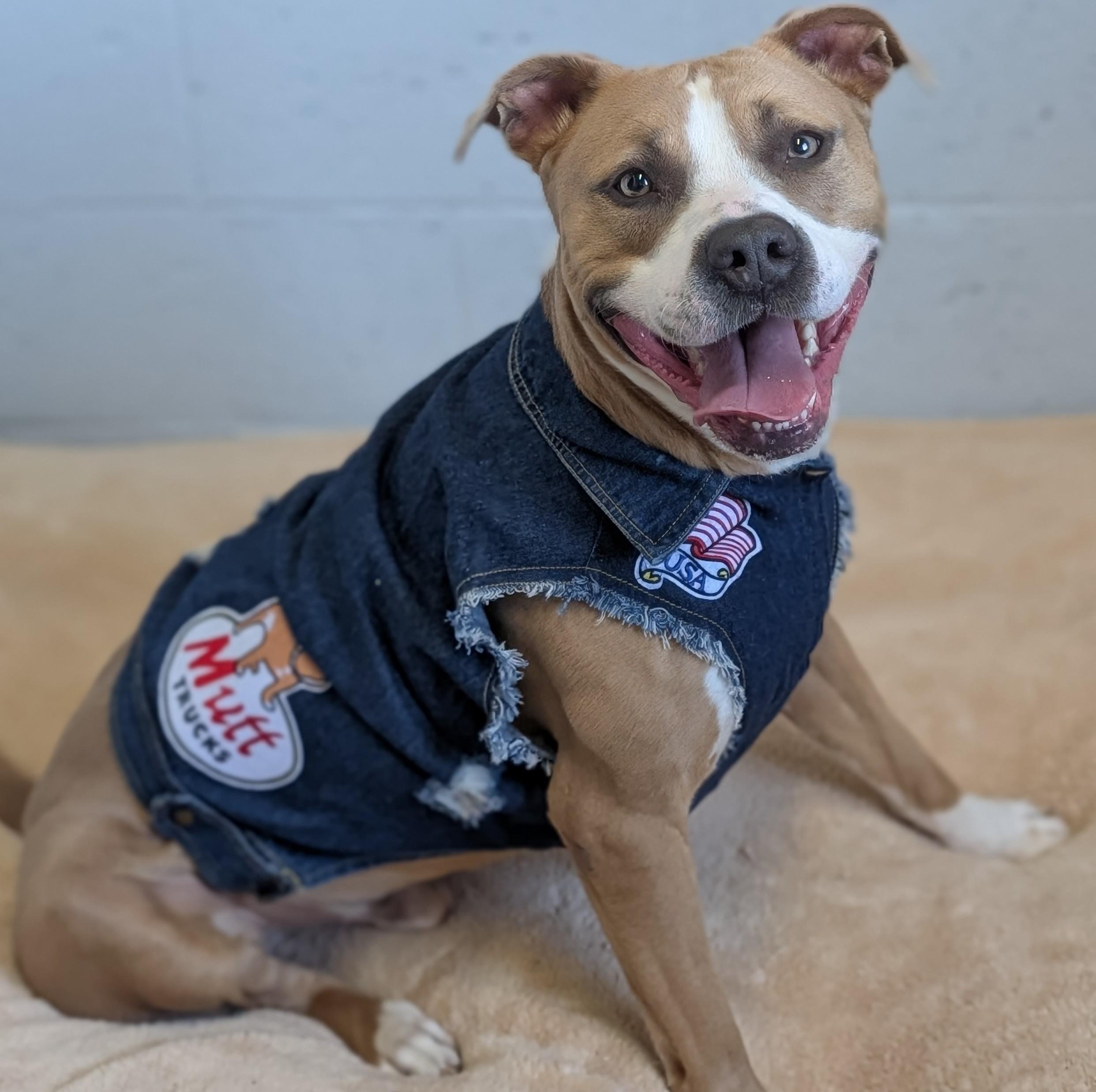 Turk, Adoptable, Adult Male American Staffordshire Terrier.
