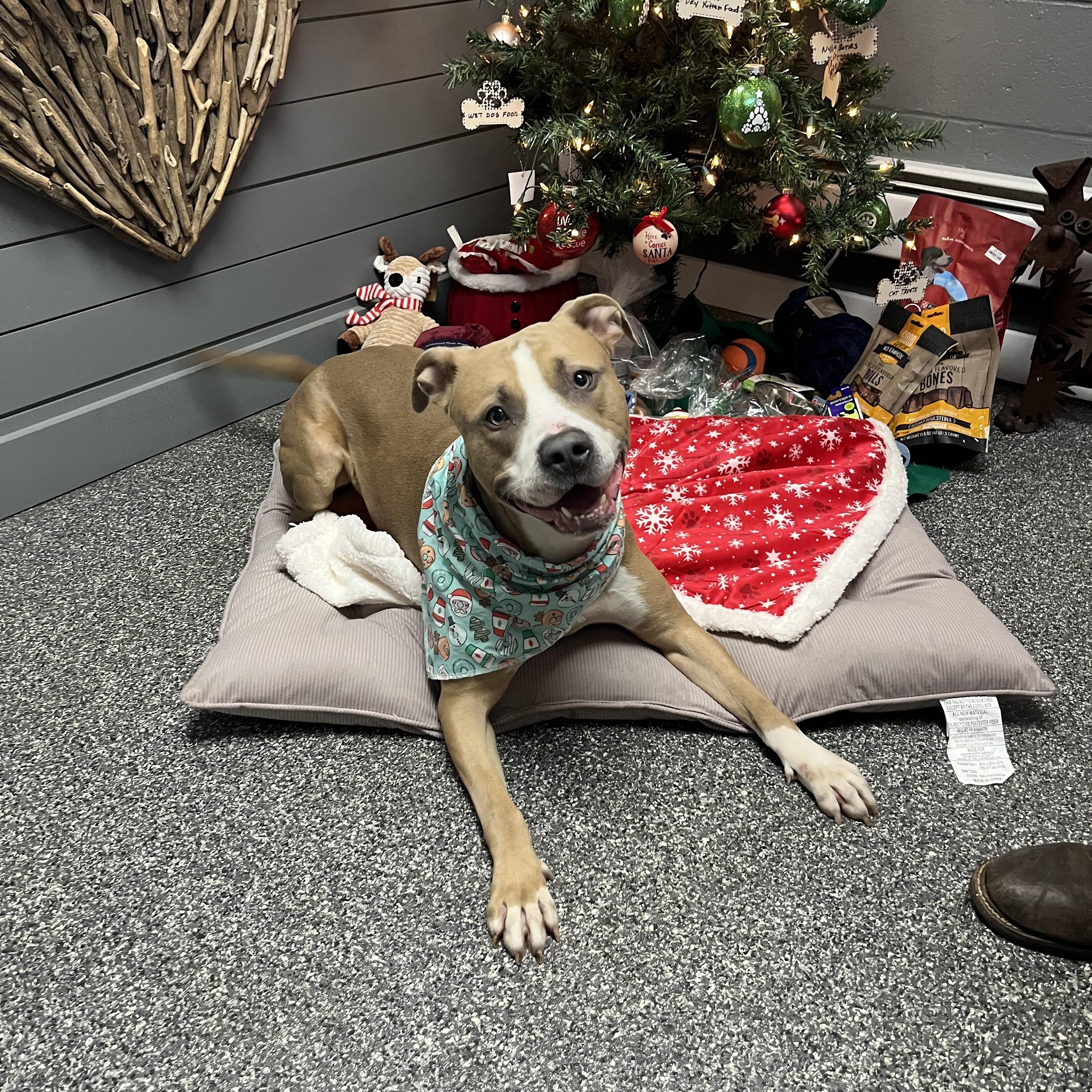 Enlarge Turk, a Adoptable mixed breed in Plainfield, NJ image 6/6