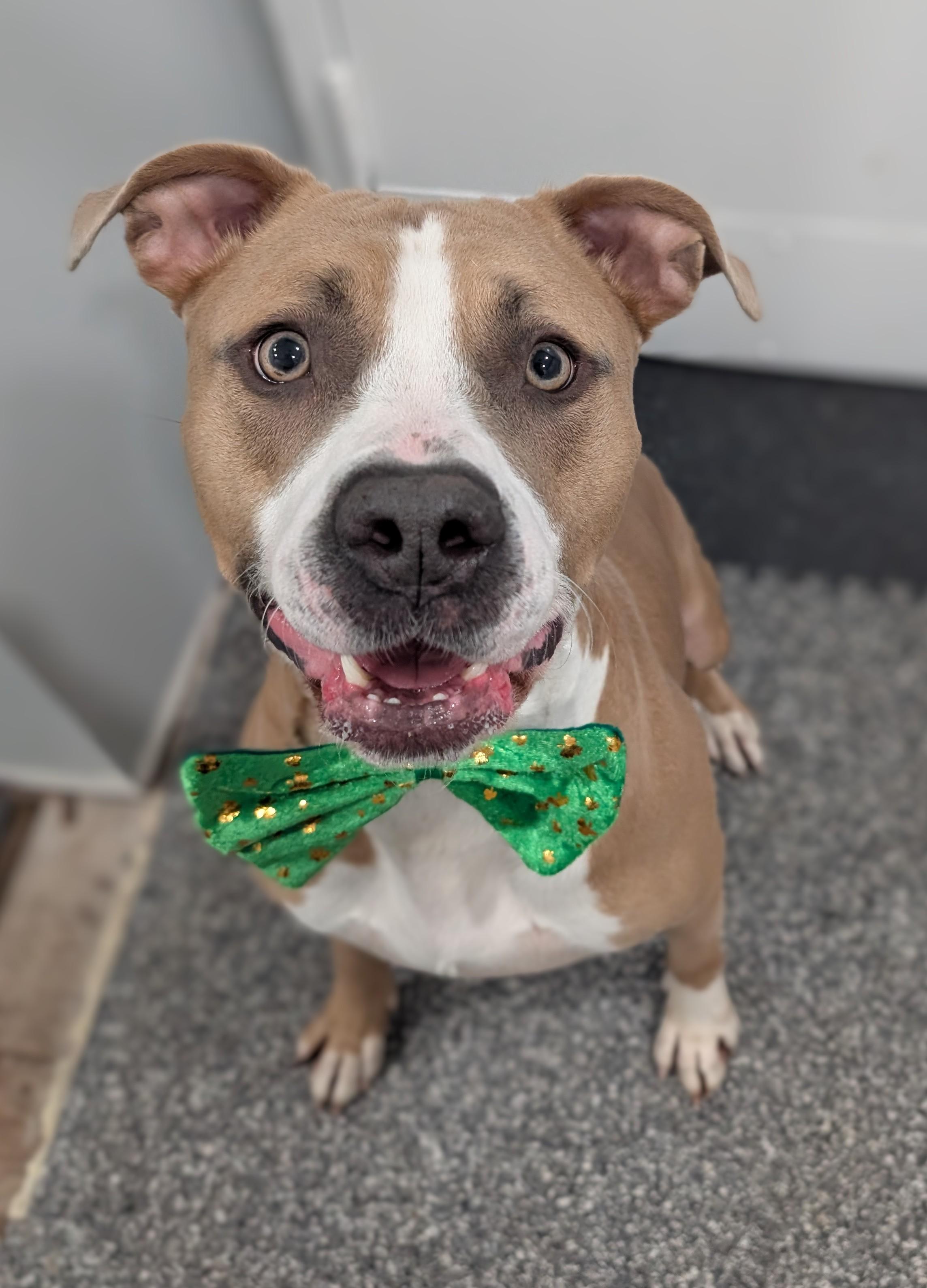 Enlarge Turk, a Adoptable mixed breed in Plainfield, NJ image 3/6