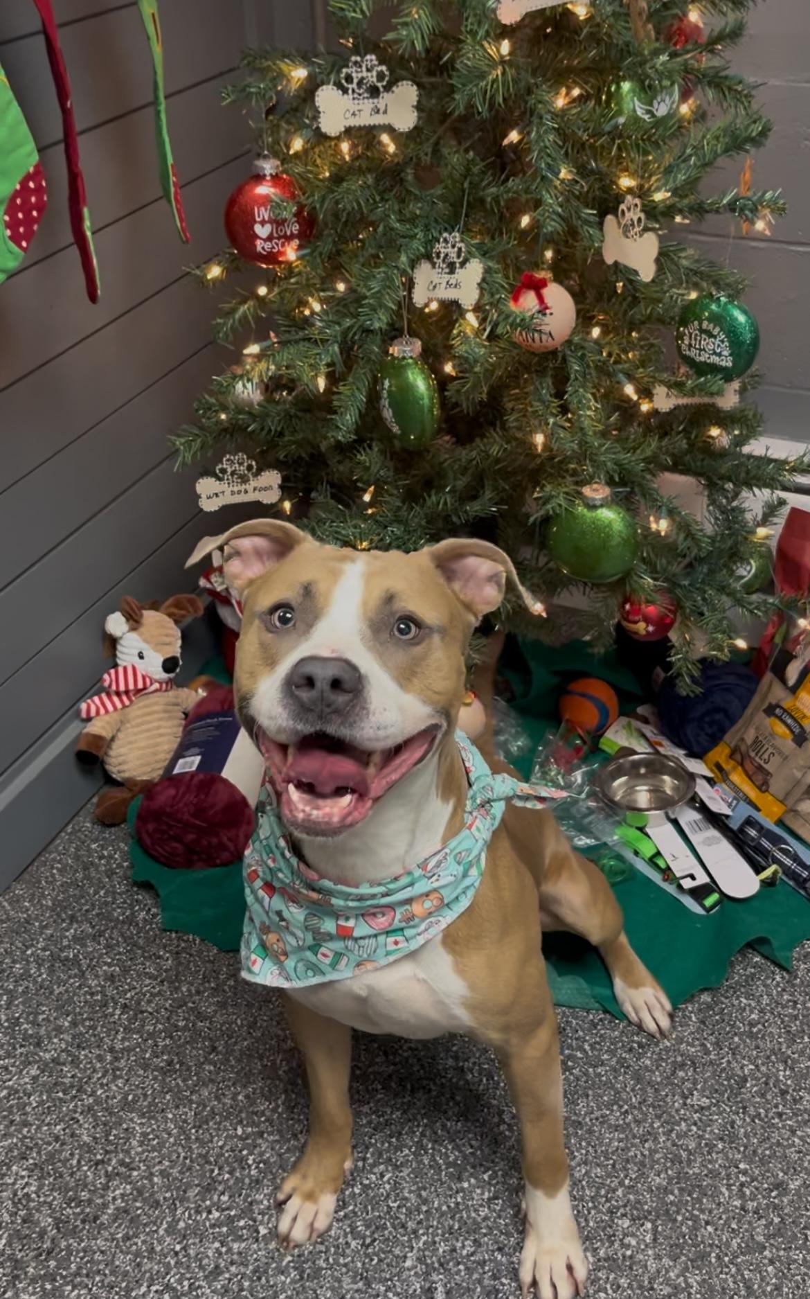 Enlarge Turk, a Adoptable mixed breed in Plainfield, NJ image 4/6