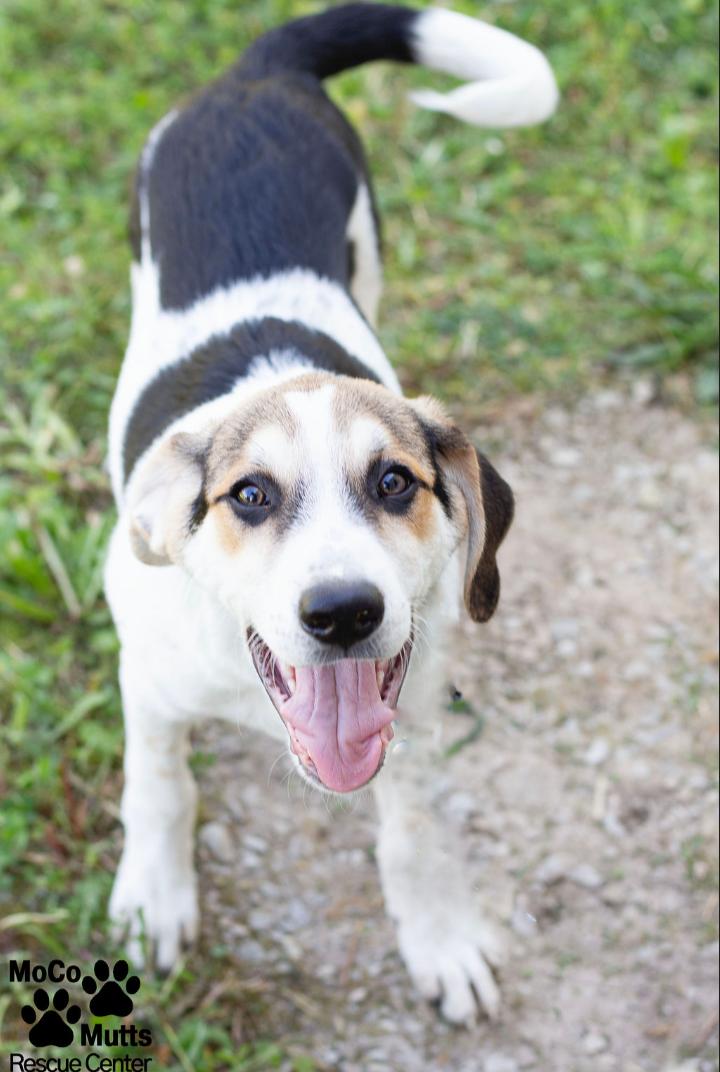 Enlarge Everest, a ADOPTABLE mixed breed in Sunbright, TN image 1/1