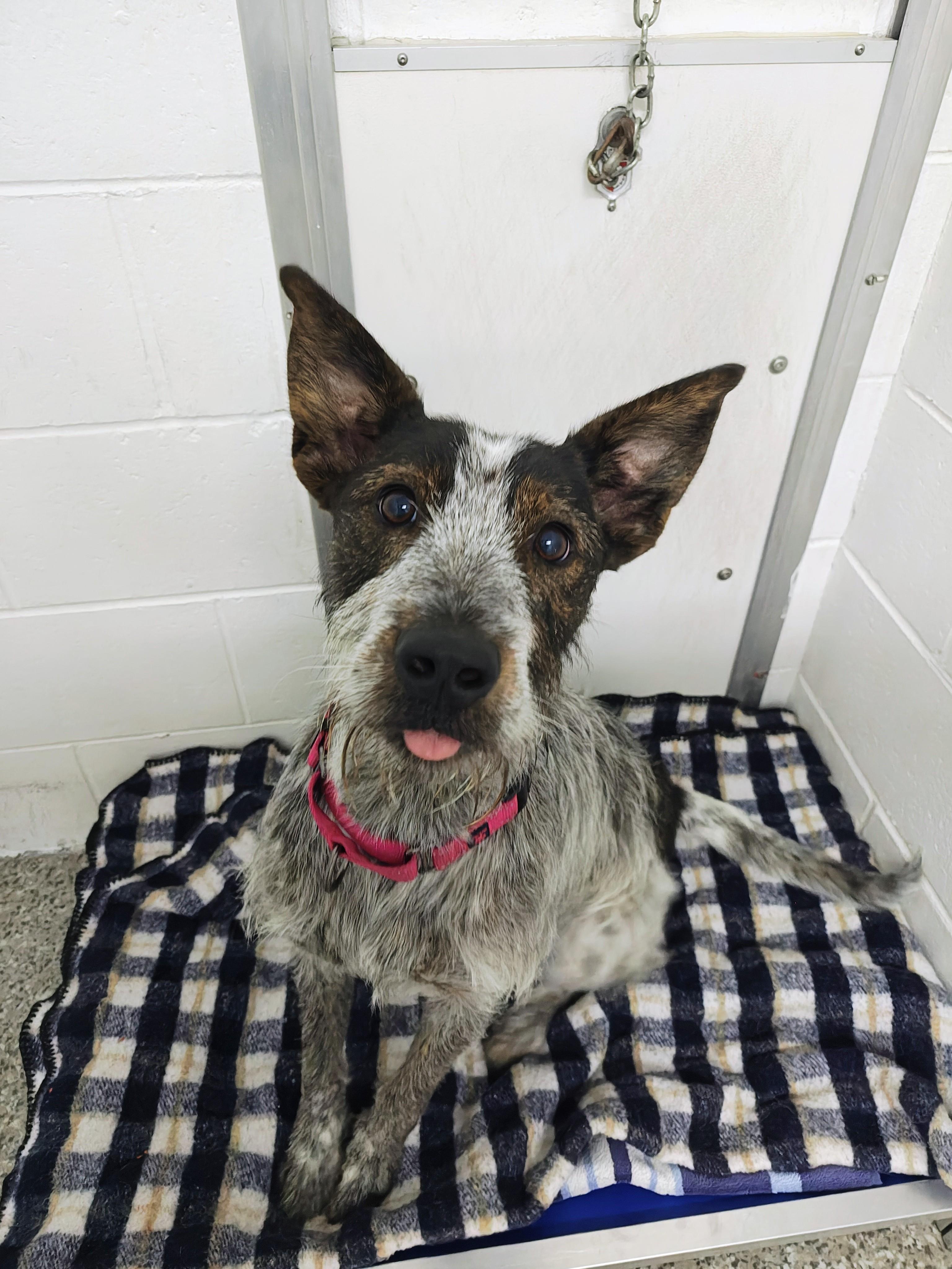 Sprout, a Adoptable mixed breed in Oconto, WI image 1/4