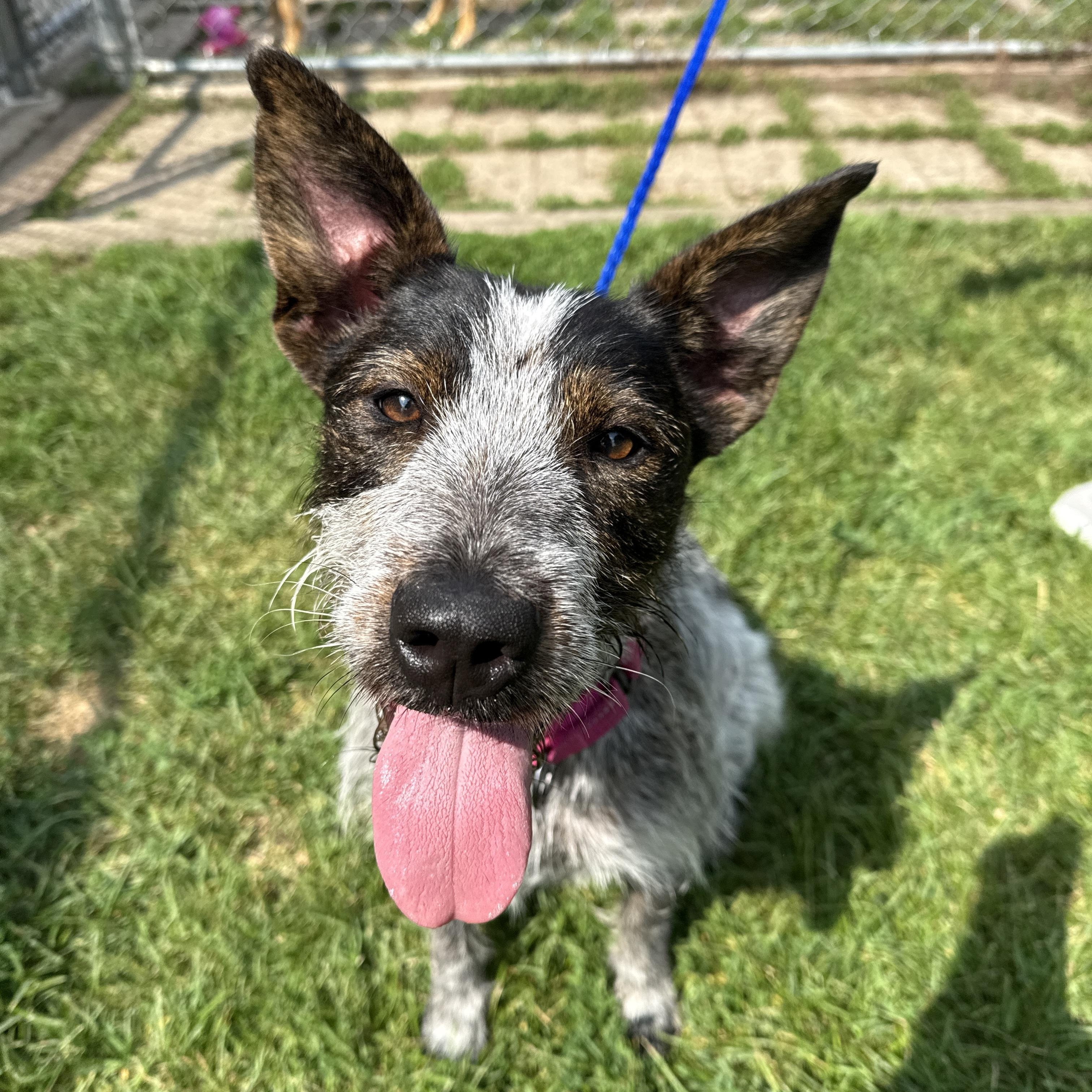 Sprout, a Adoptable mixed breed in Oconto, WI image 2/4