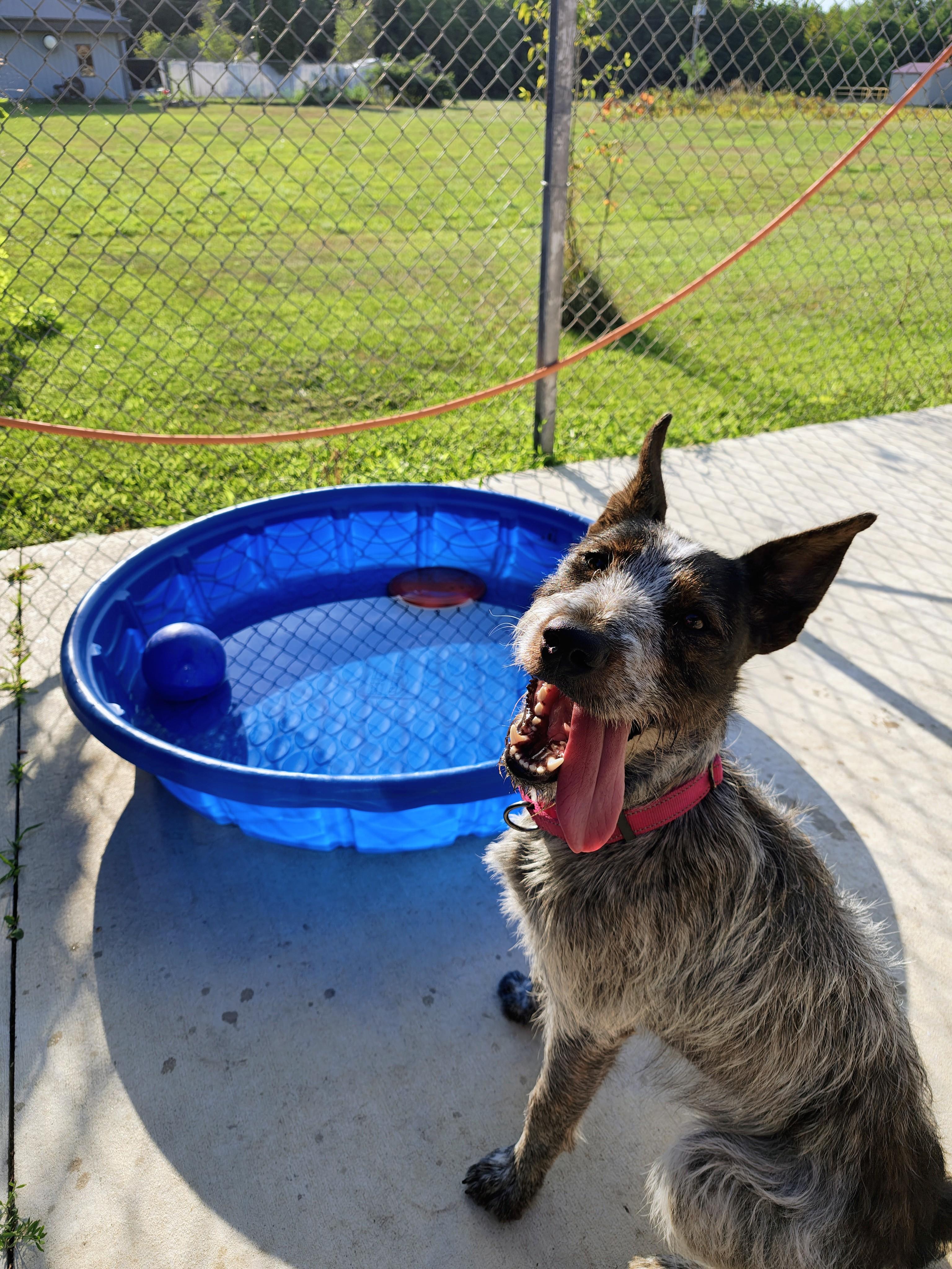 Enlarge Sprout, an adoptable mixed breed in Oconto, WI image 5/5