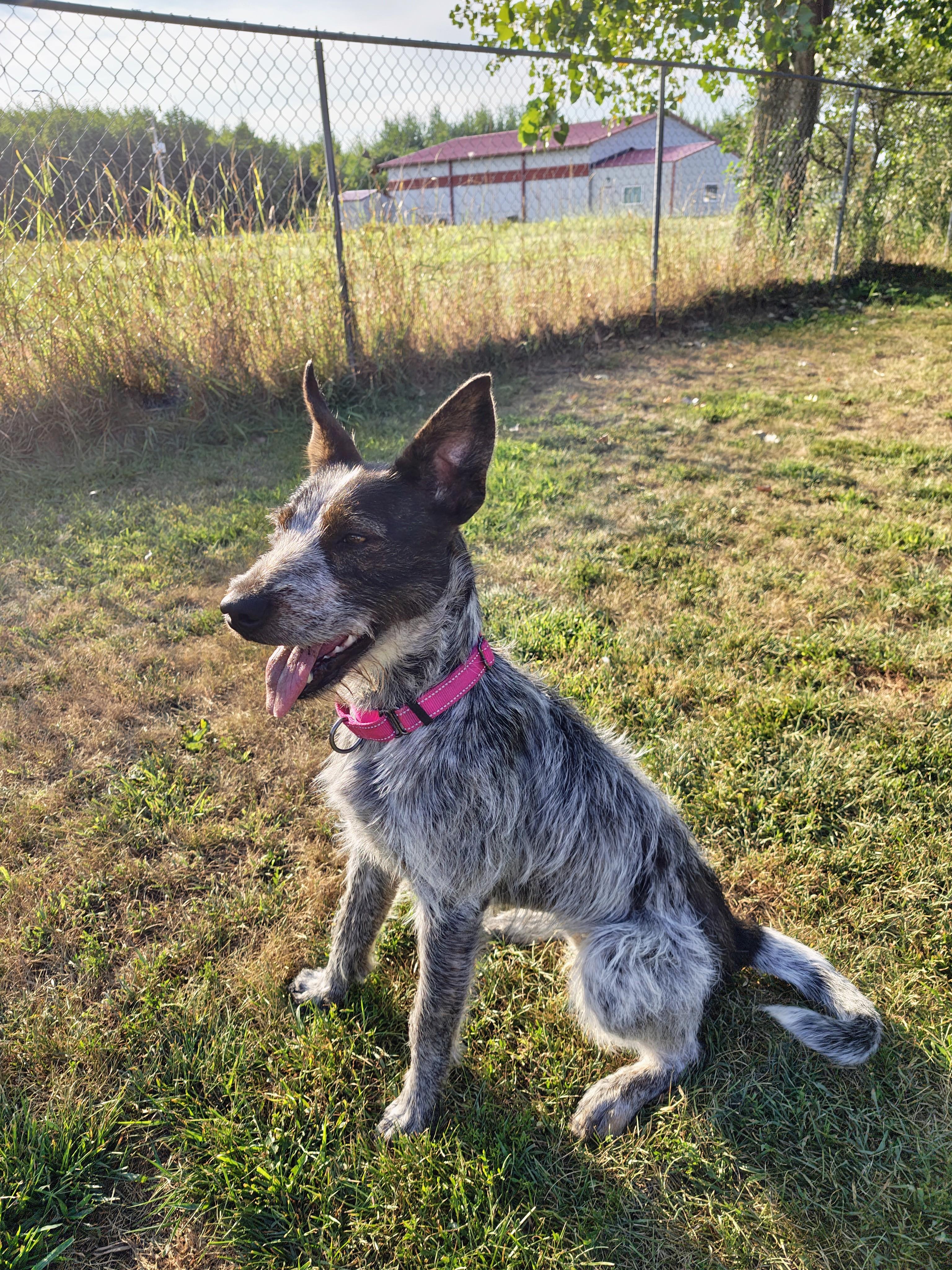 Enlarge Sprout, an adoptable mixed breed in Oconto, WI image 2/5