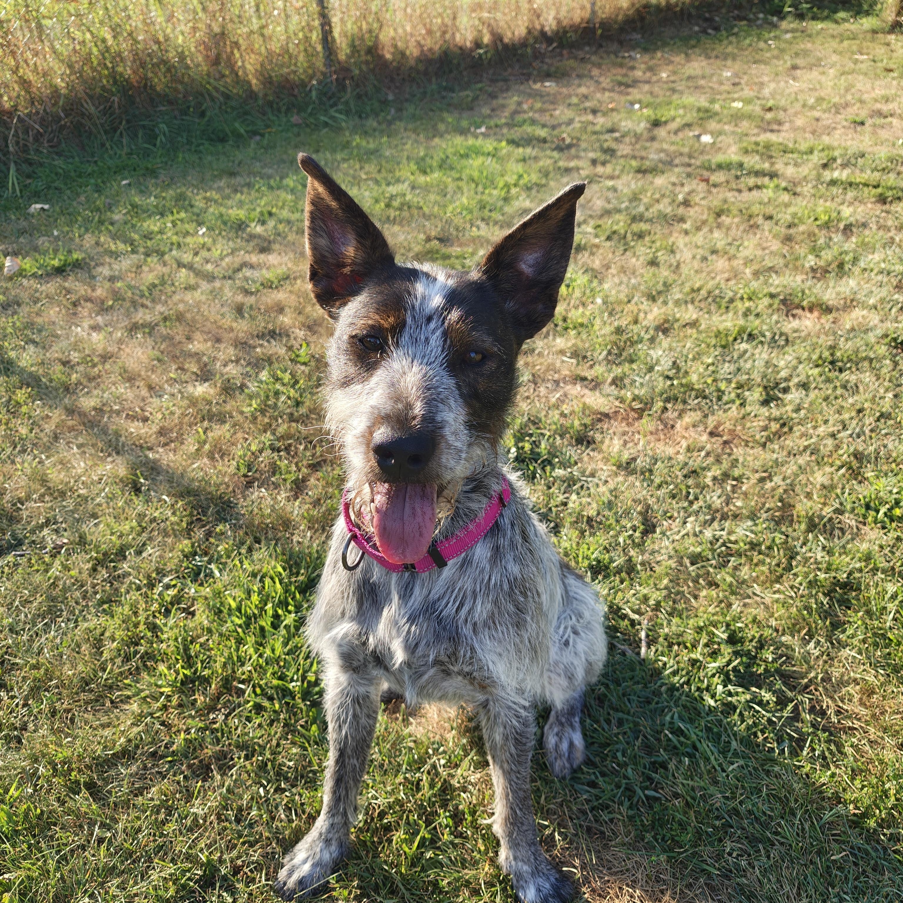 Enlarge Sprout, an adoptable mixed breed in Oconto, WI image 1/5