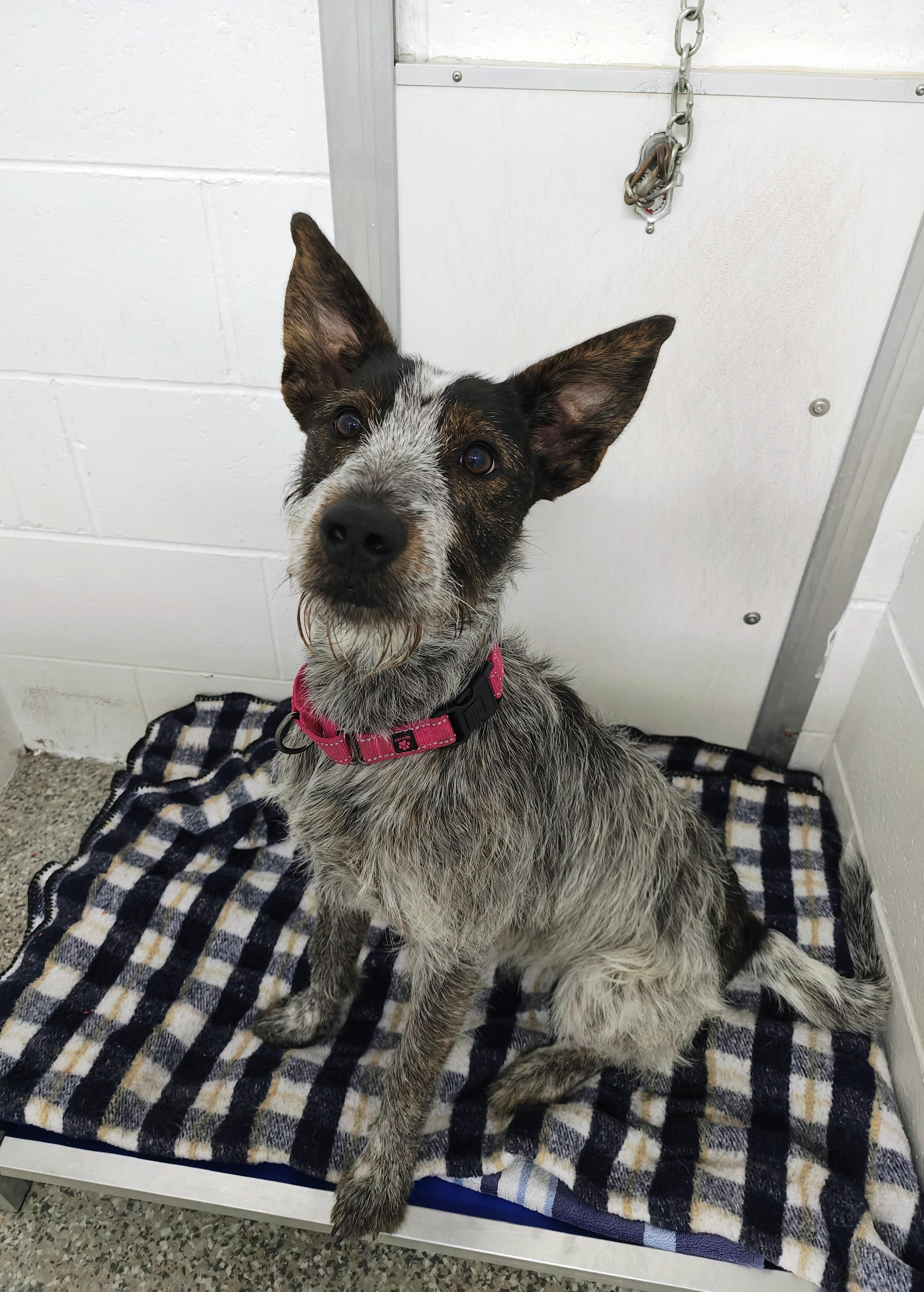 Sprout, a Adoptable mixed breed in Oconto, WI image 4/4
