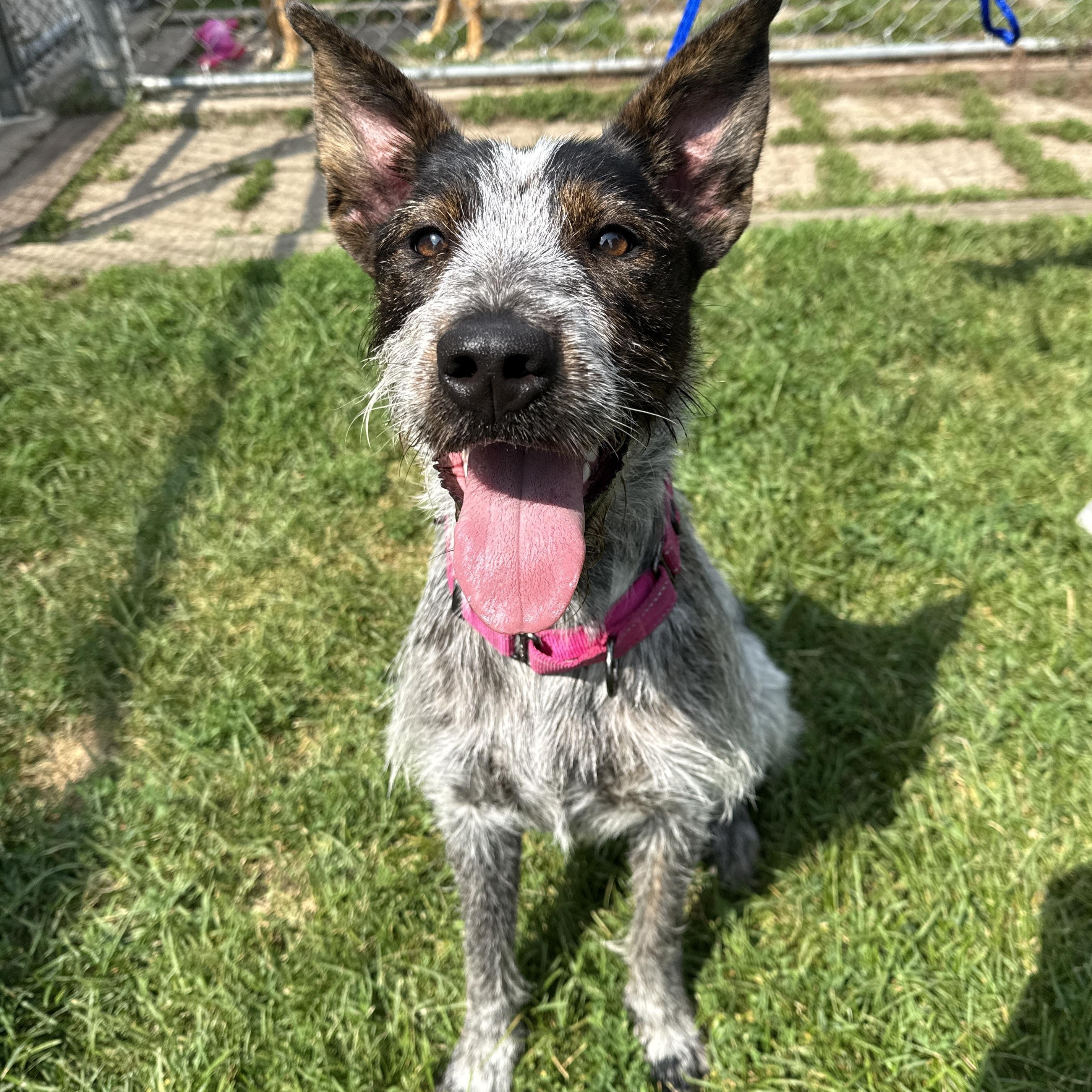 Sprout, a Adoptable mixed breed in Oconto, WI image 3/4