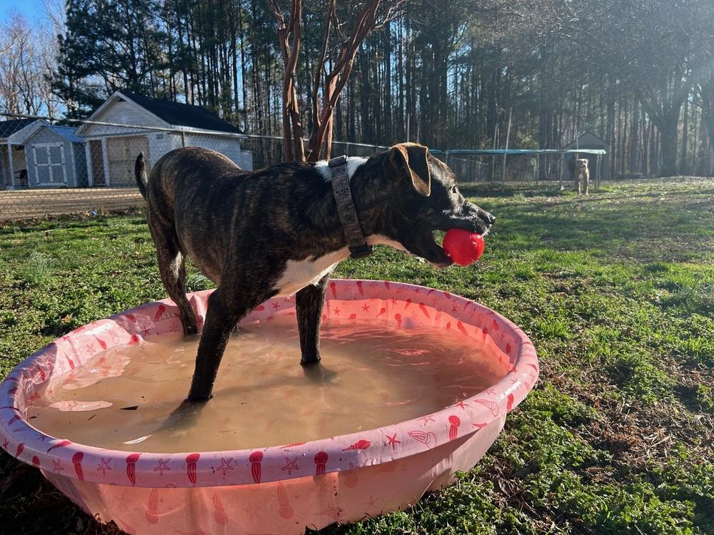 Orion, Adoptable, Young Male Labrador Retriever & Plott Hound.