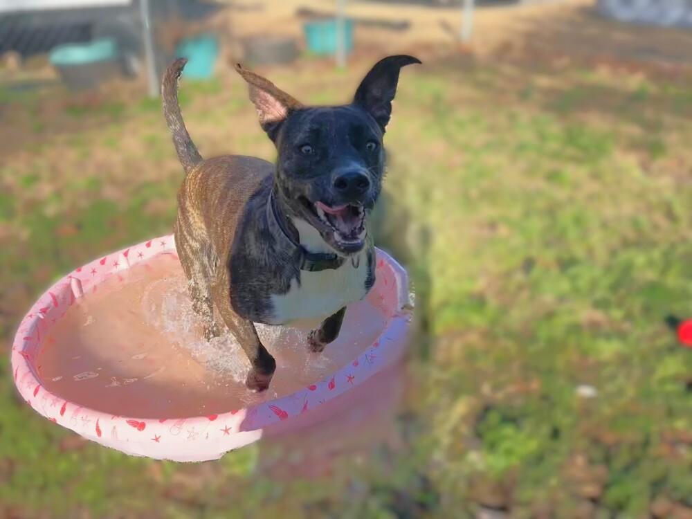 Enlarge Orion, a Adoptable mixed breed in Youngsville, NC image 2/6