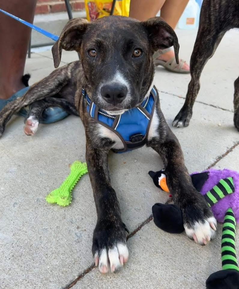 Enlarge Orion, a Adoptable mixed breed in Youngsville, NC image 3/6