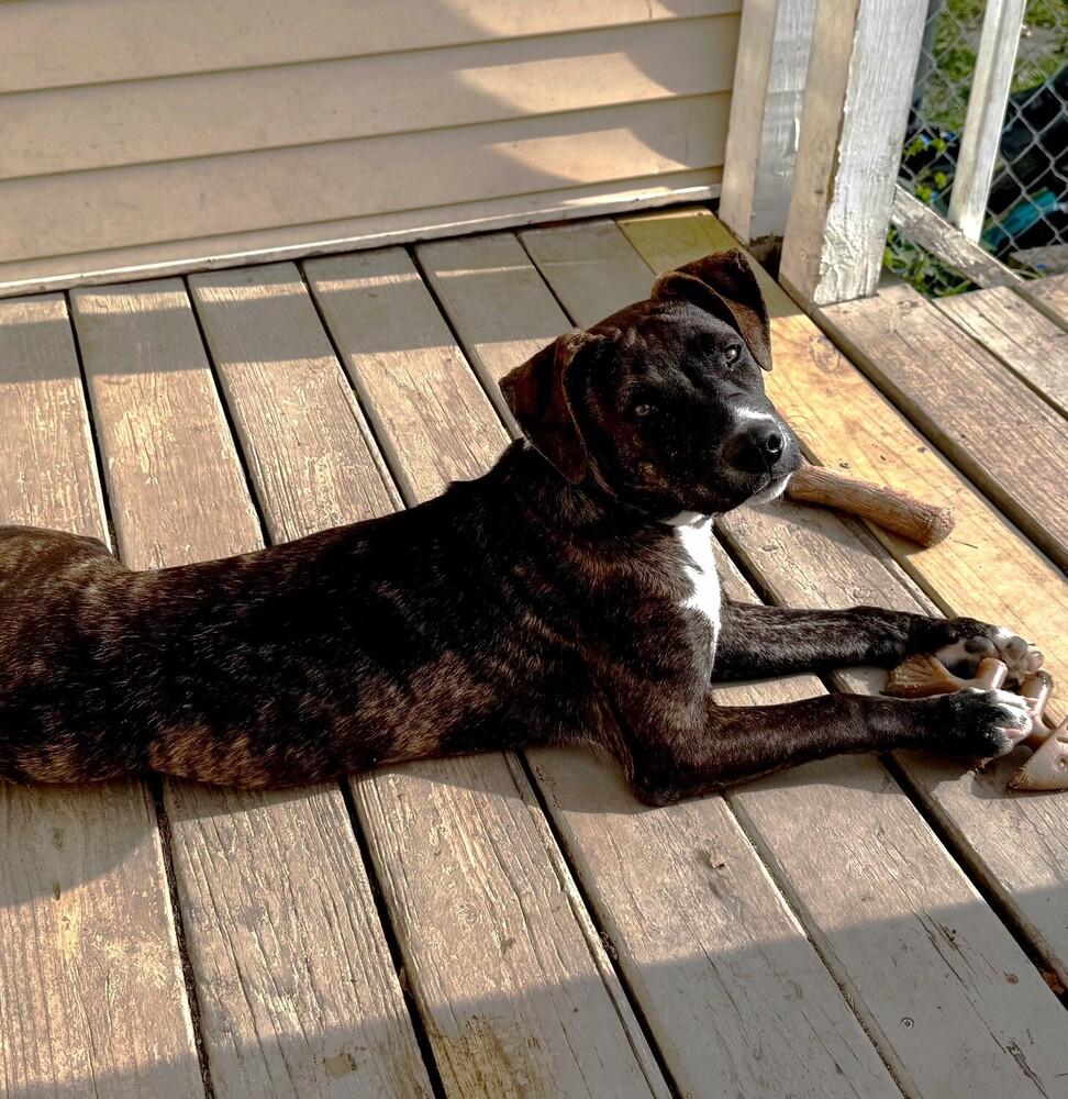 Enlarge Orion, a Adoptable mixed breed in Youngsville, NC image 5/6