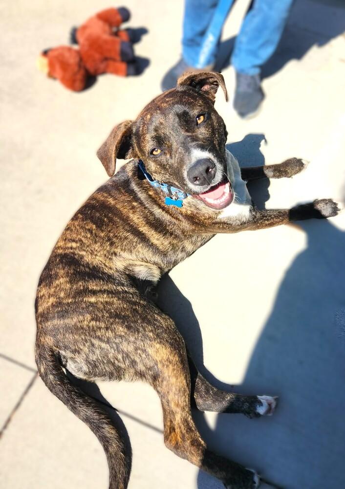 Enlarge Orion, a Adoptable mixed breed in Youngsville, NC image 6/6