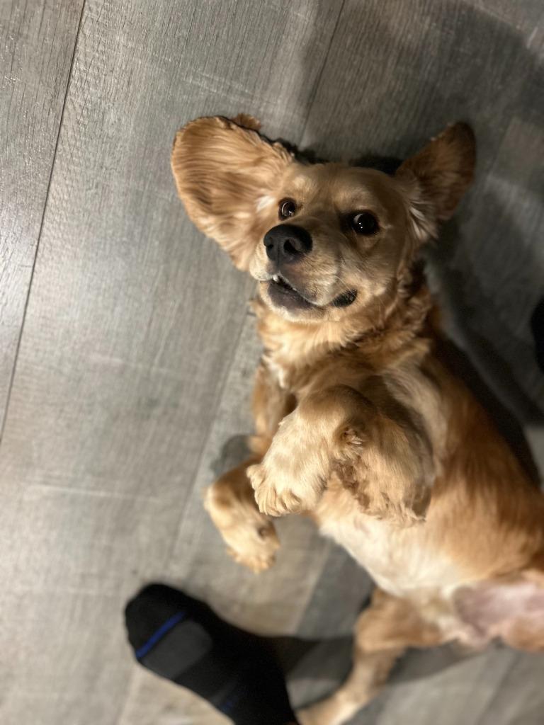 Pastel, Adoptable, Young Male Cocker Spaniel.