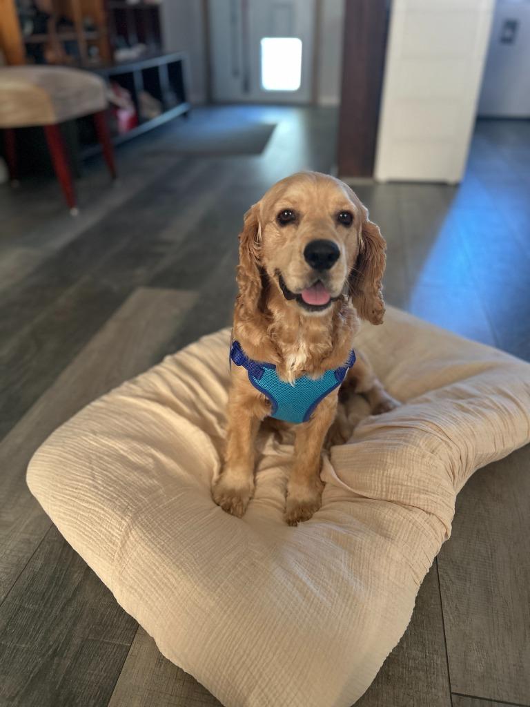 Enlarge Pastel, a Adoptable Cocker Spaniel in Austin, TX image 2/5