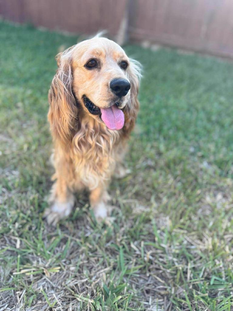 Enlarge Pastel, a Adoptable Cocker Spaniel in Austin, TX image 3/5