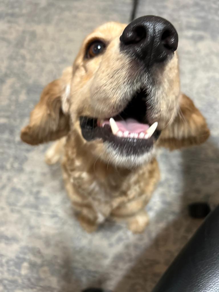 Enlarge Pastel, a Adoptable Cocker Spaniel in Austin, TX image 4/5