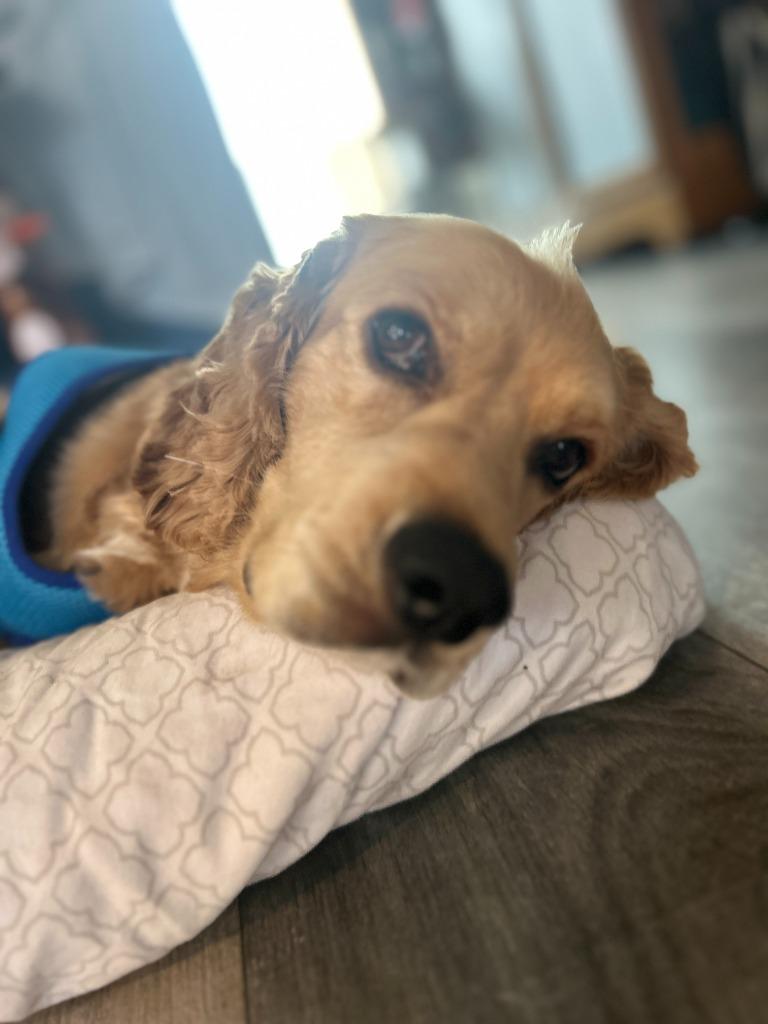 Enlarge Pastel, a Adoptable Cocker Spaniel in Austin, TX image 5/5