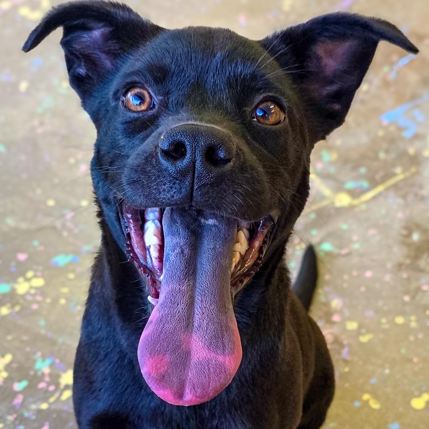 Kubota, a Adoptable Pit Bull Terrier in West Des Moines, IA image 3/3
