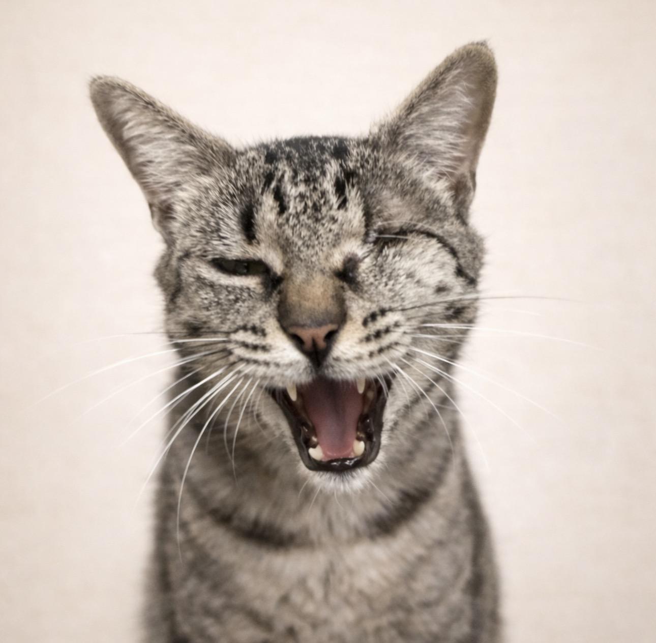 Tiger, Adoptable, Adult Female Domestic Short Hair.