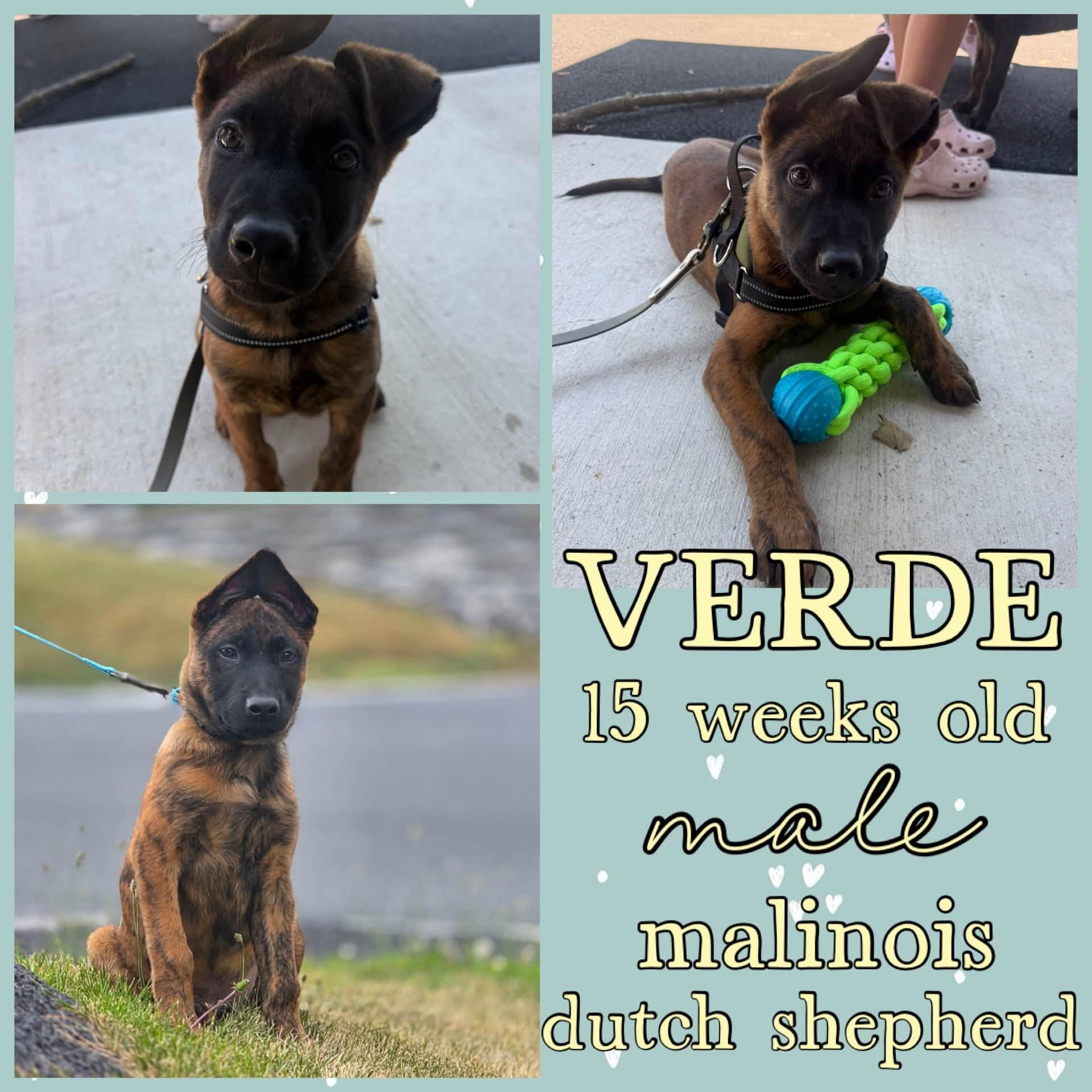 Verde, ADOPTABLE, Young Male Belgian Shepherd / Malinois & Dutch Shepherd.