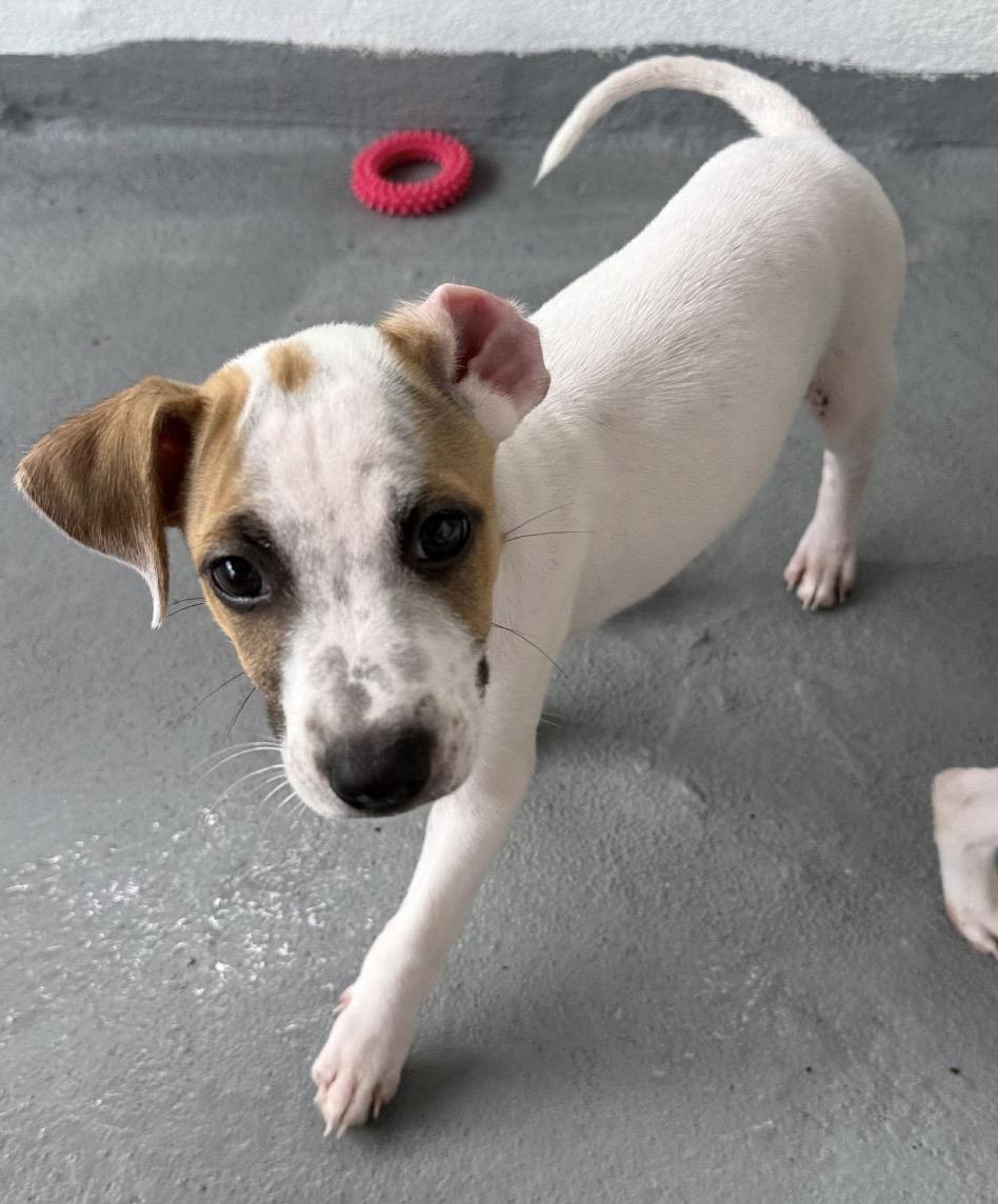 Enlarge Marlin, a Adoptable mixed breed in Albany, NY image 2/4