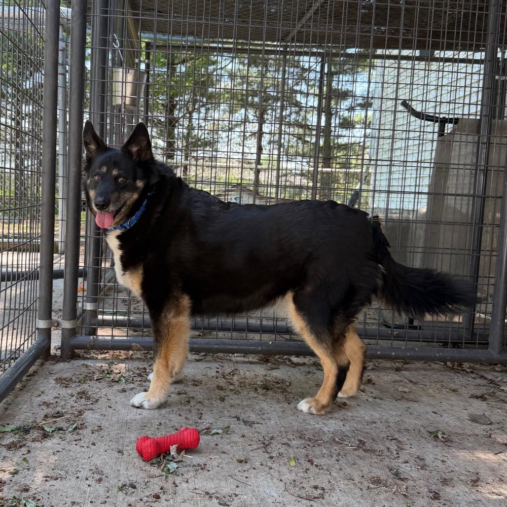 Penelope, a Adoptable mixed breed in Hanna City, IL image 1/2